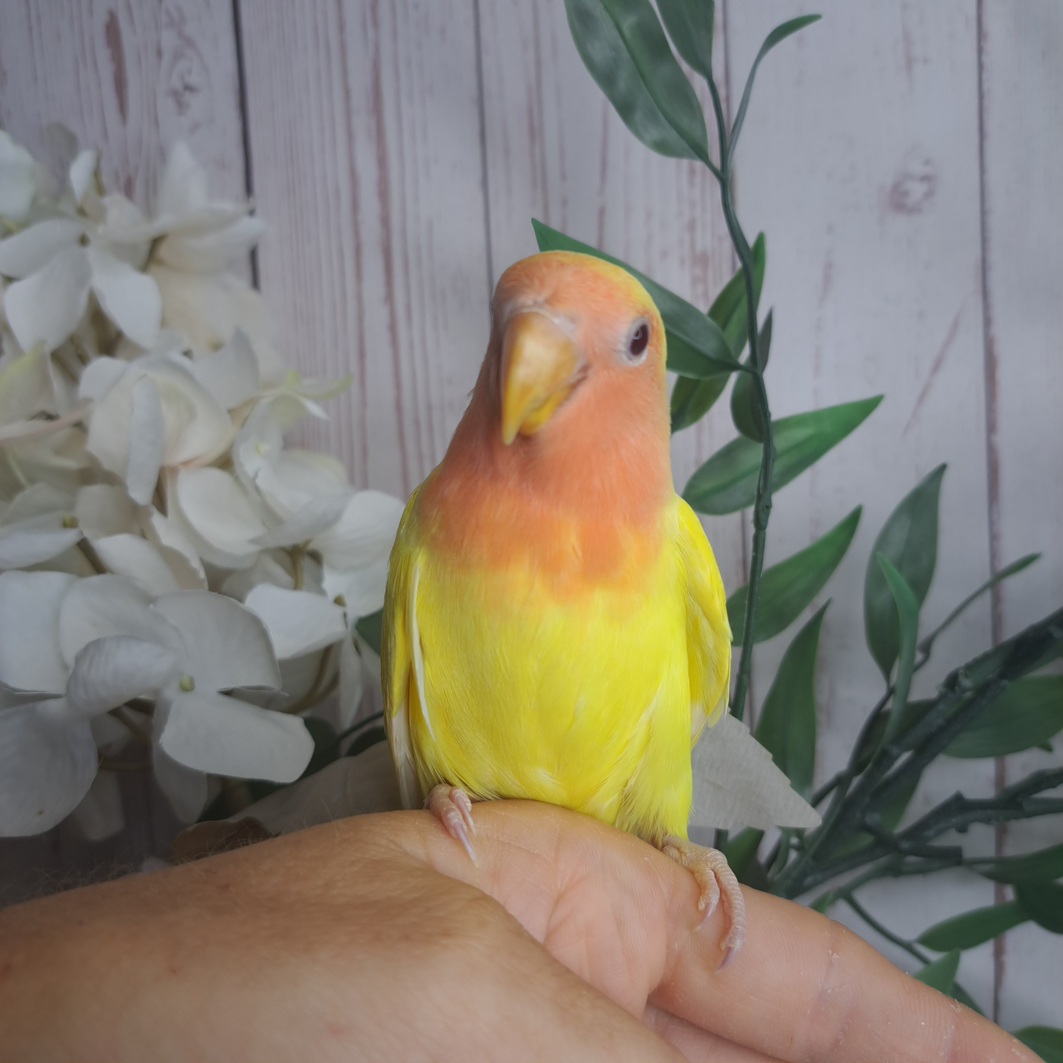 Lovebird- Ring ID: N1510