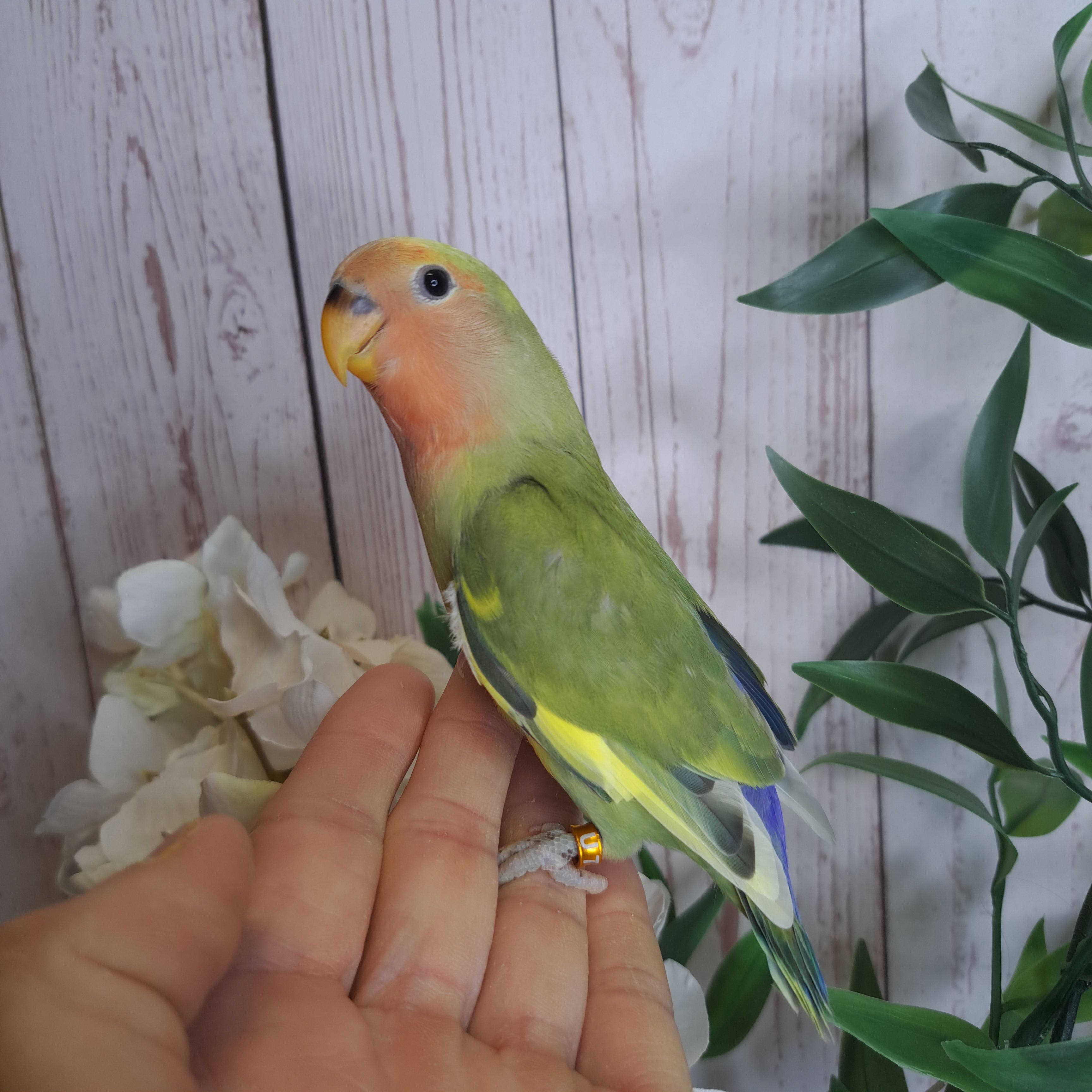 Lovebird- Ring ID: U7586