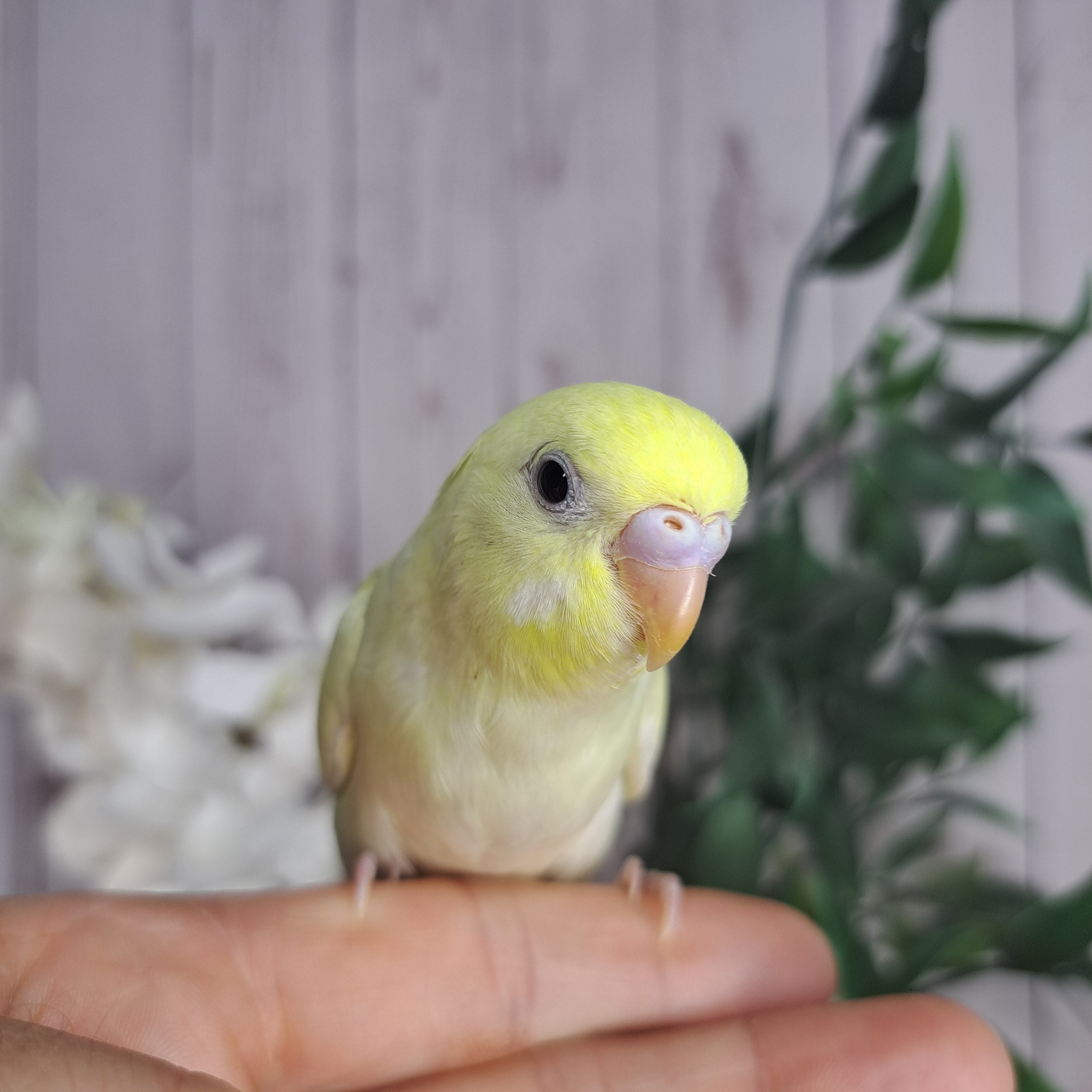 Budgie- Ring ID: T3767