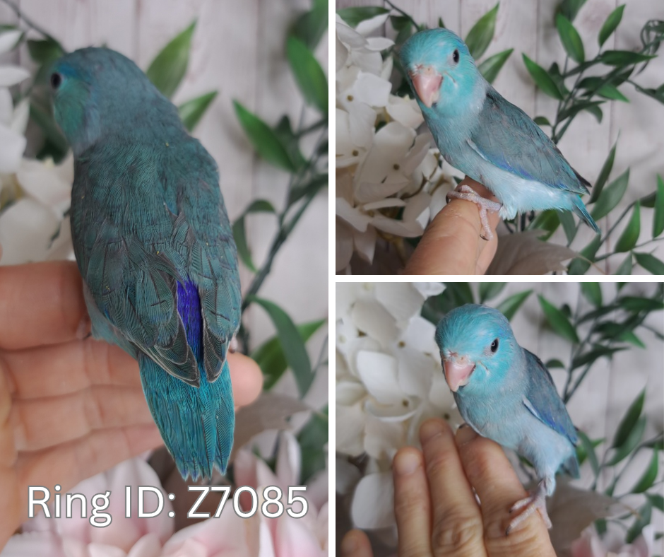 Parrotlet- Ring ID: Z7085 - DEPOSIT TAKEN
