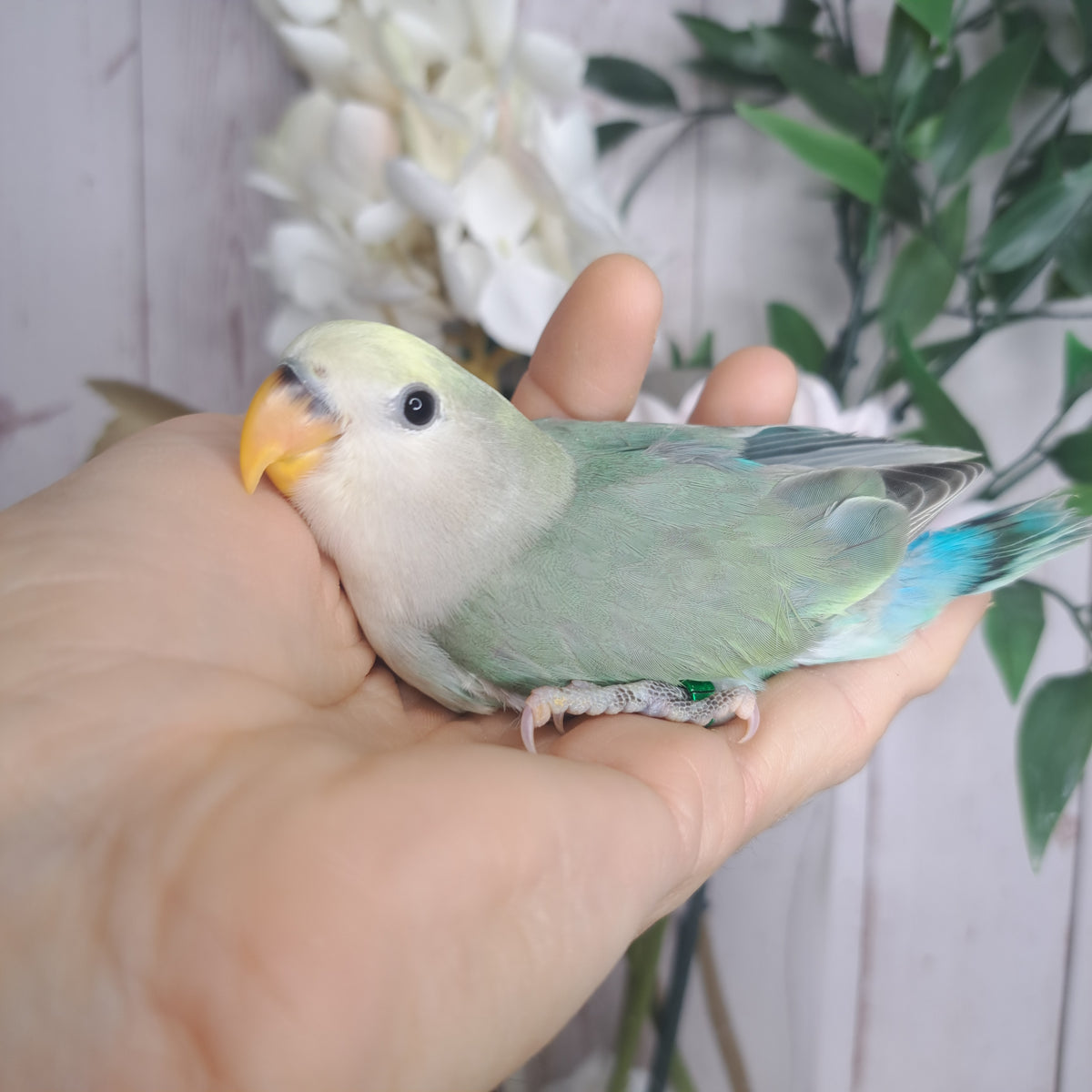 Lovebird- Ring ID: N8359