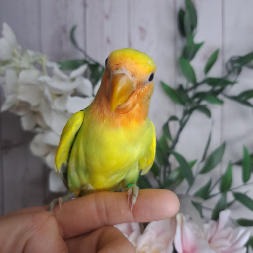 Lovebird- Ring ID:Z2324