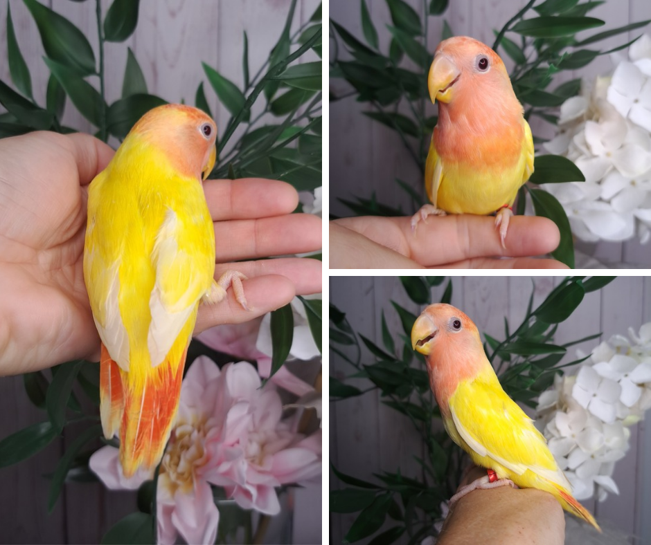 Lovebird- Ring ID: V9124- deposit made