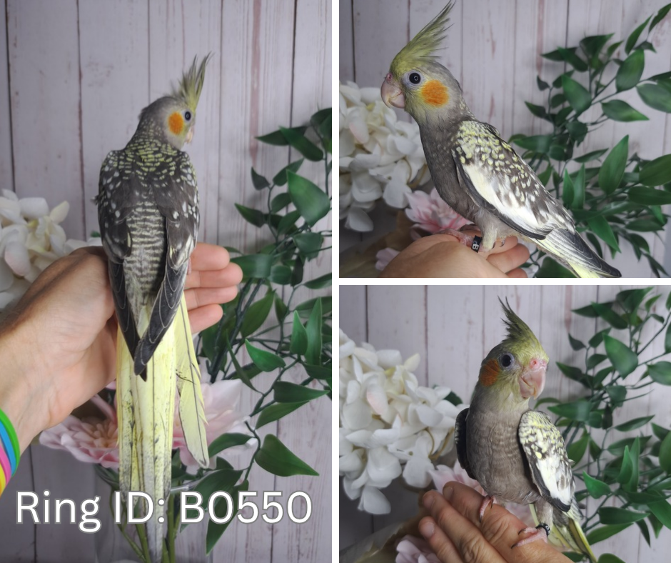 Cockatiel ID: B0550- DEPOSIT TAKEN