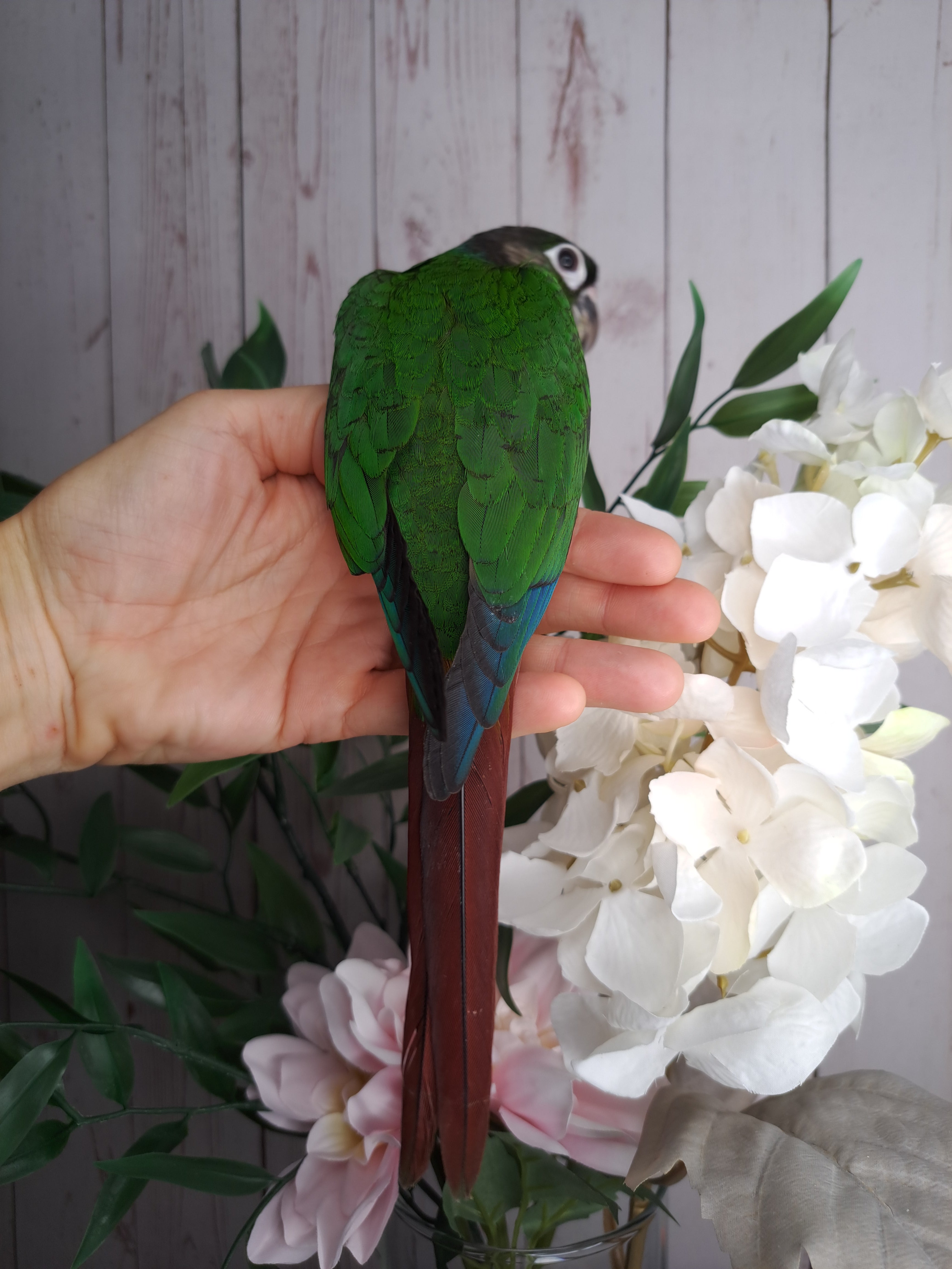 Green Cheek Conure- Ring ID: 297