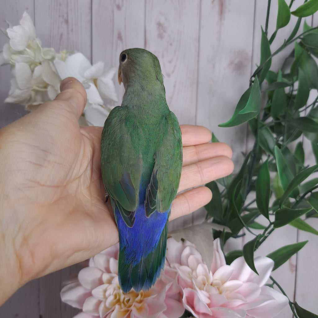 Lovebird- Ring ID: C385