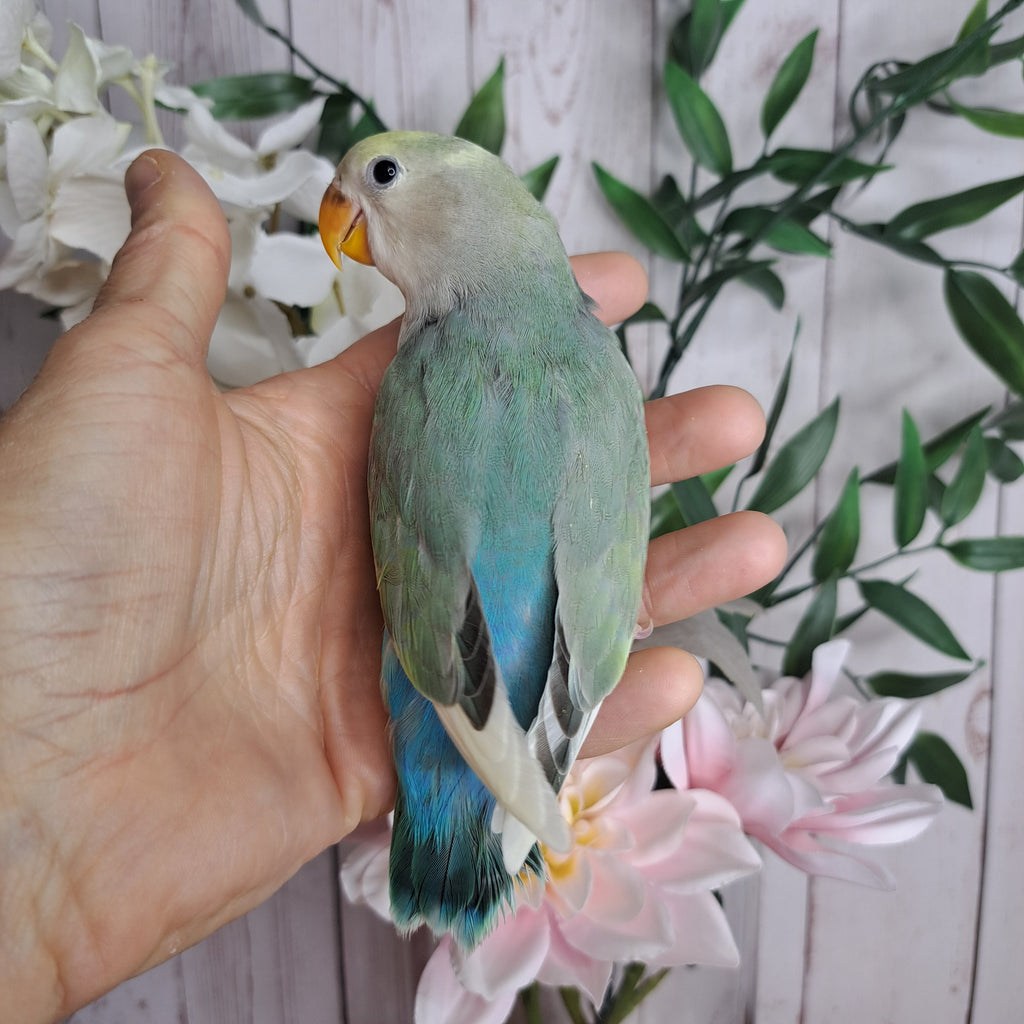 Lovebird- Ring ID: D065