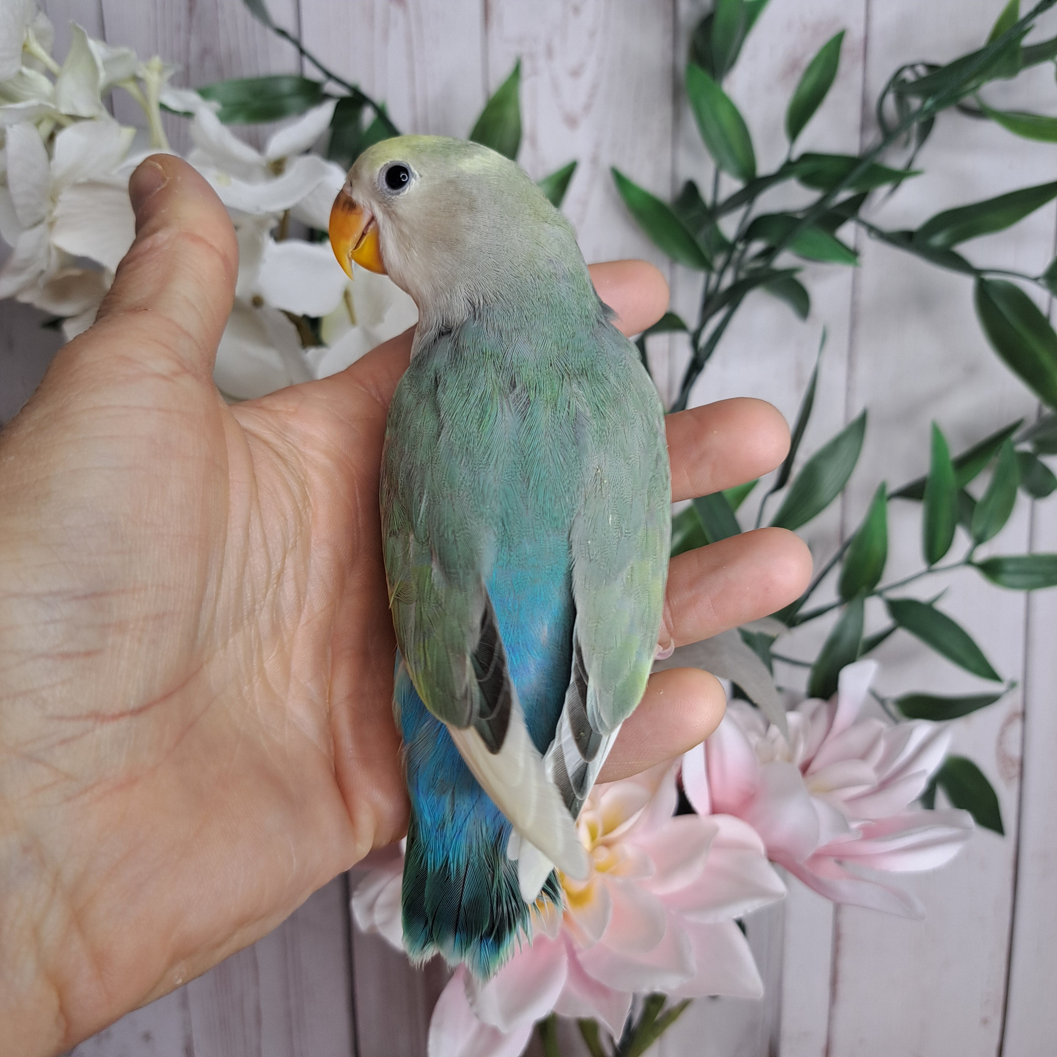 Lovebird- Ring ID: D065