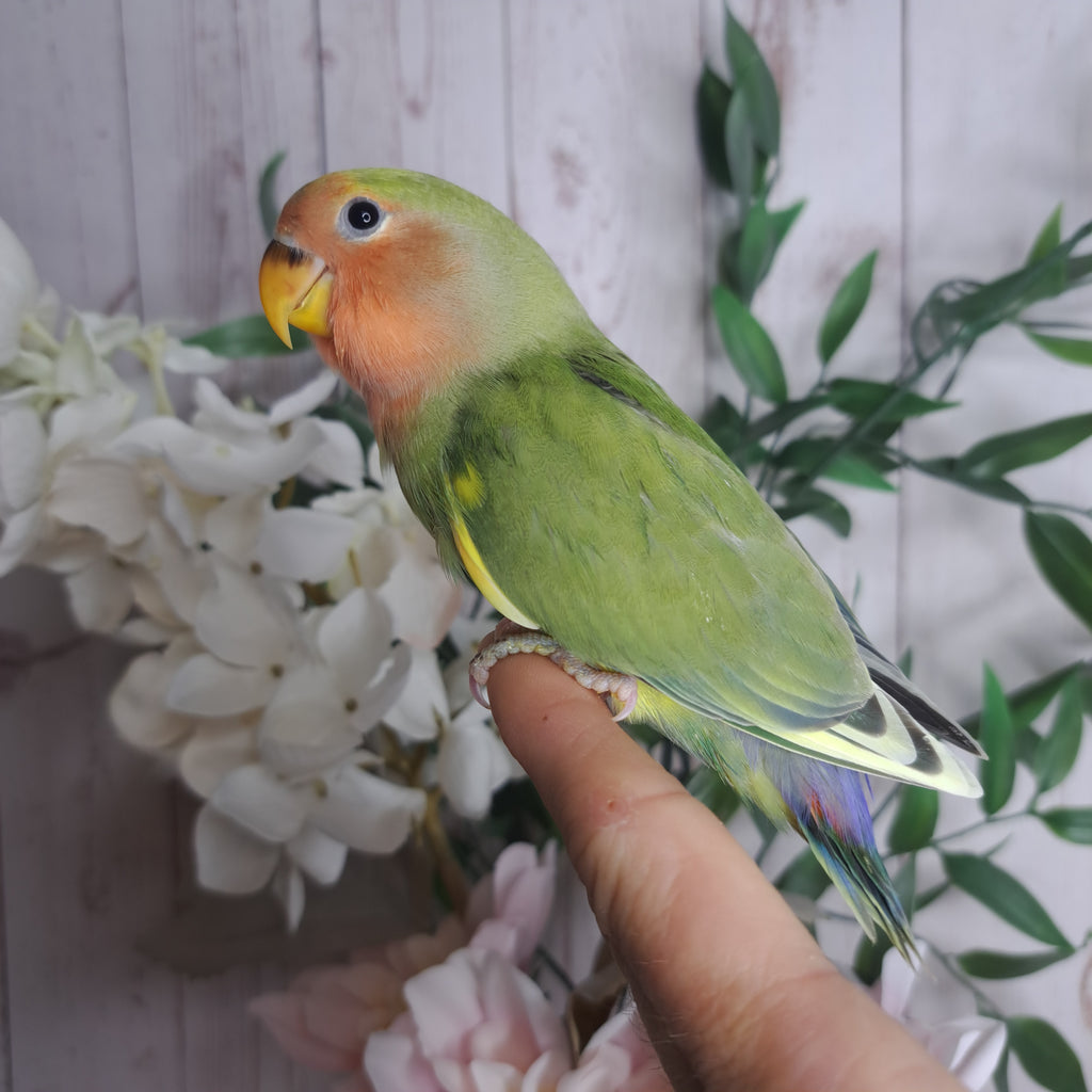 Lovebird- Ring ID: U3913