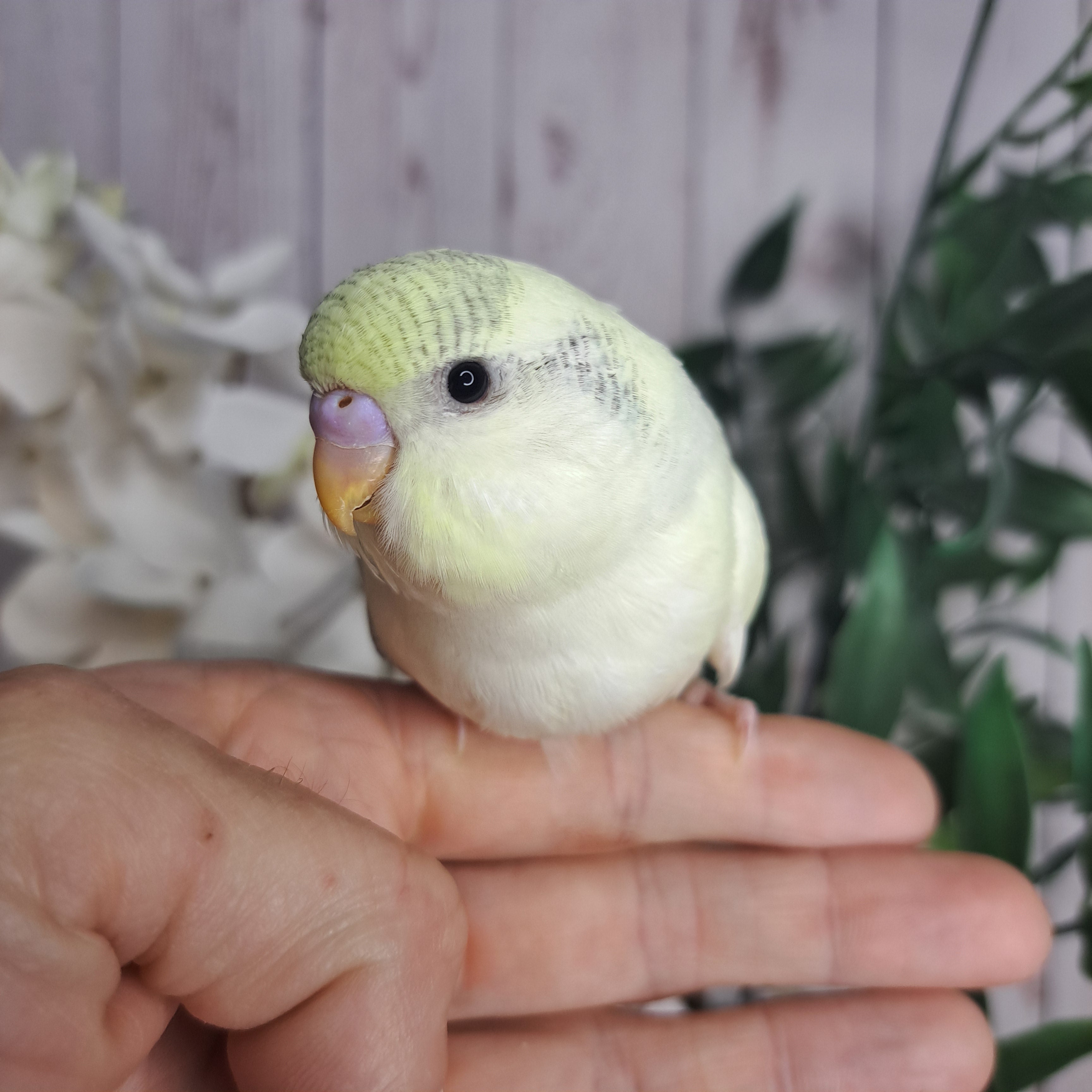 Budgie- Ring ID: N8570- DEPOSIT TAKEN