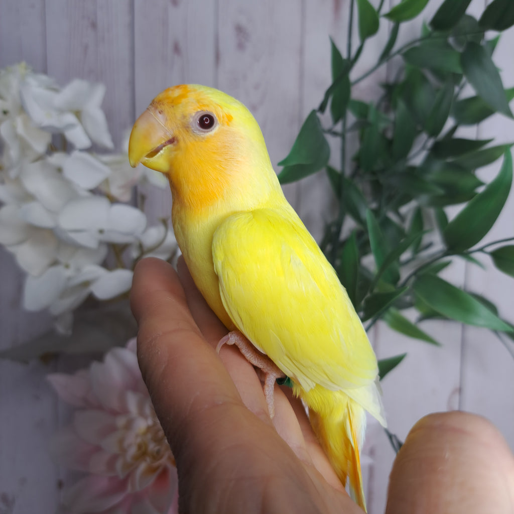 Lovebird- Ring ID: V2149