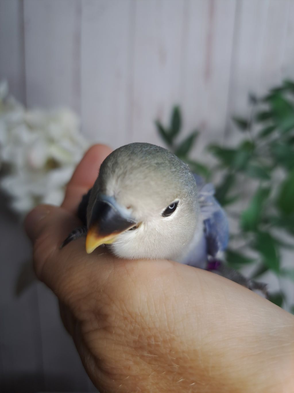 Lovebird- Ring ID: S7573