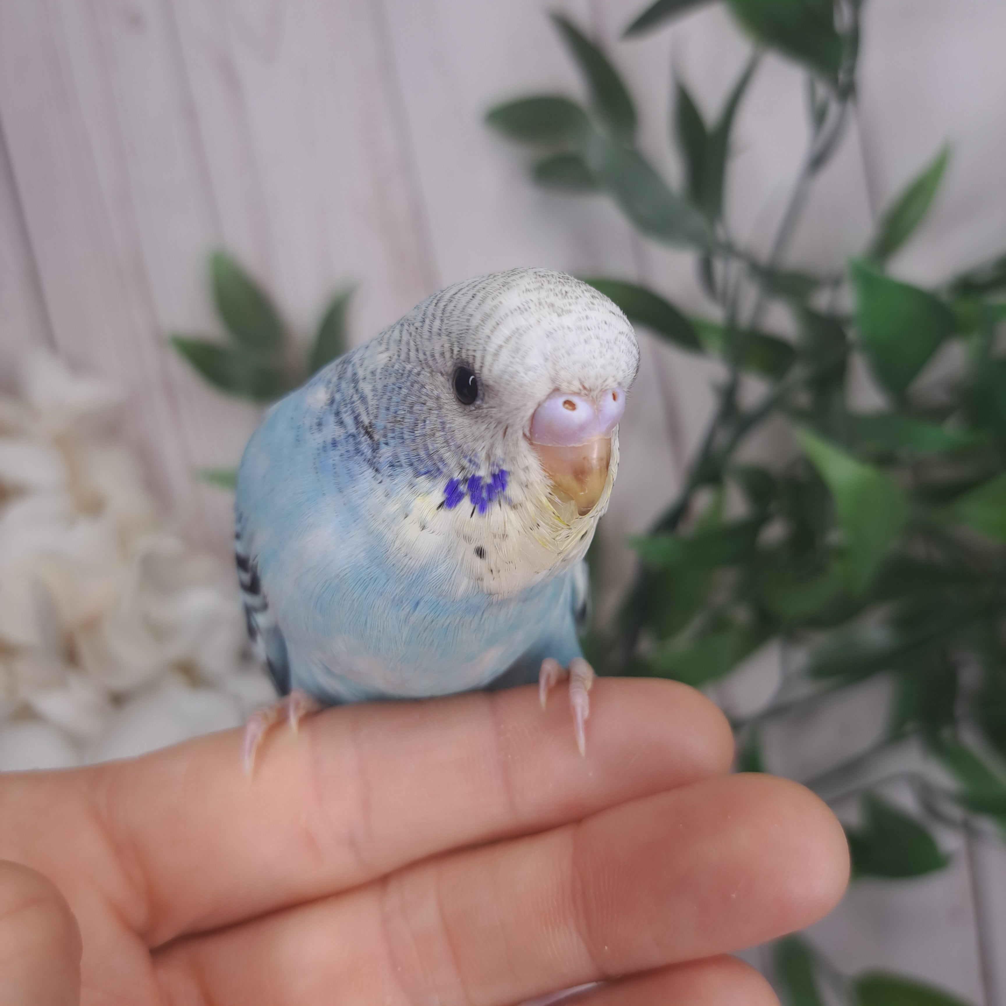 Budgie- Ring ID: Q9585- DEPOSIT TAKEN