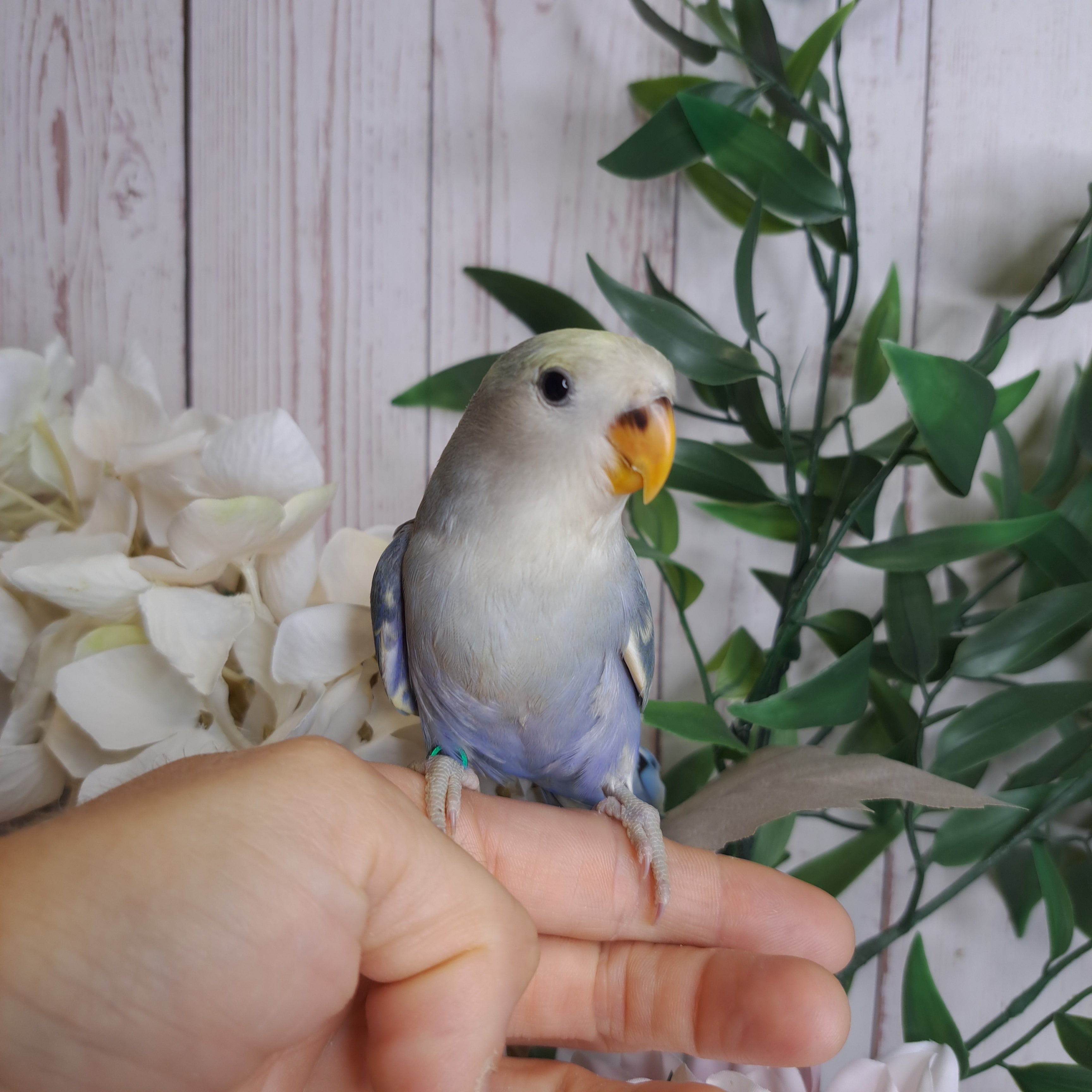 Lovebird- Ring ID: U5029