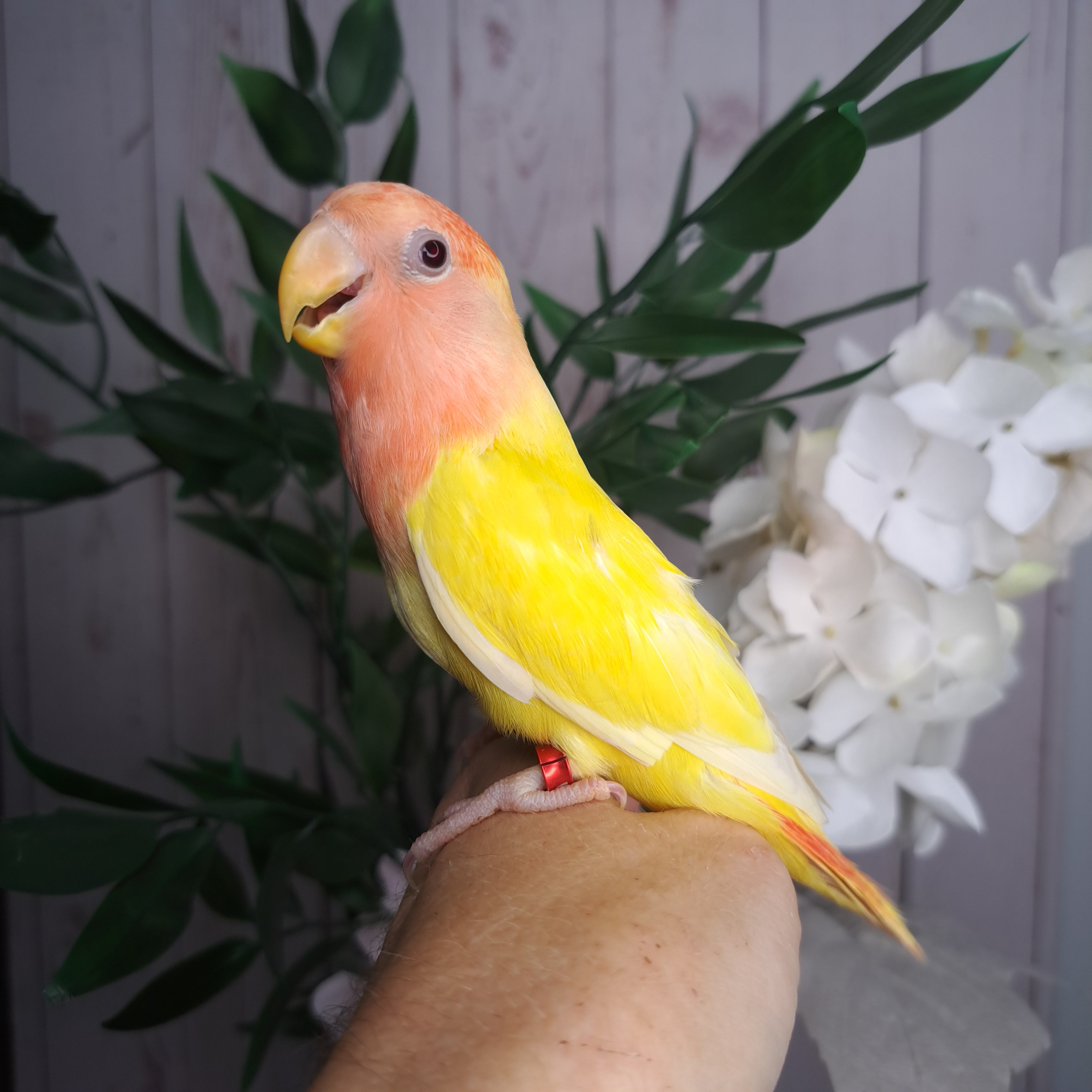Lovebird- Ring ID: V9124- deposit made