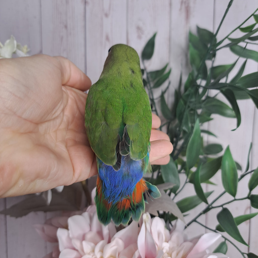 Lovebird- Ring ID: W3929