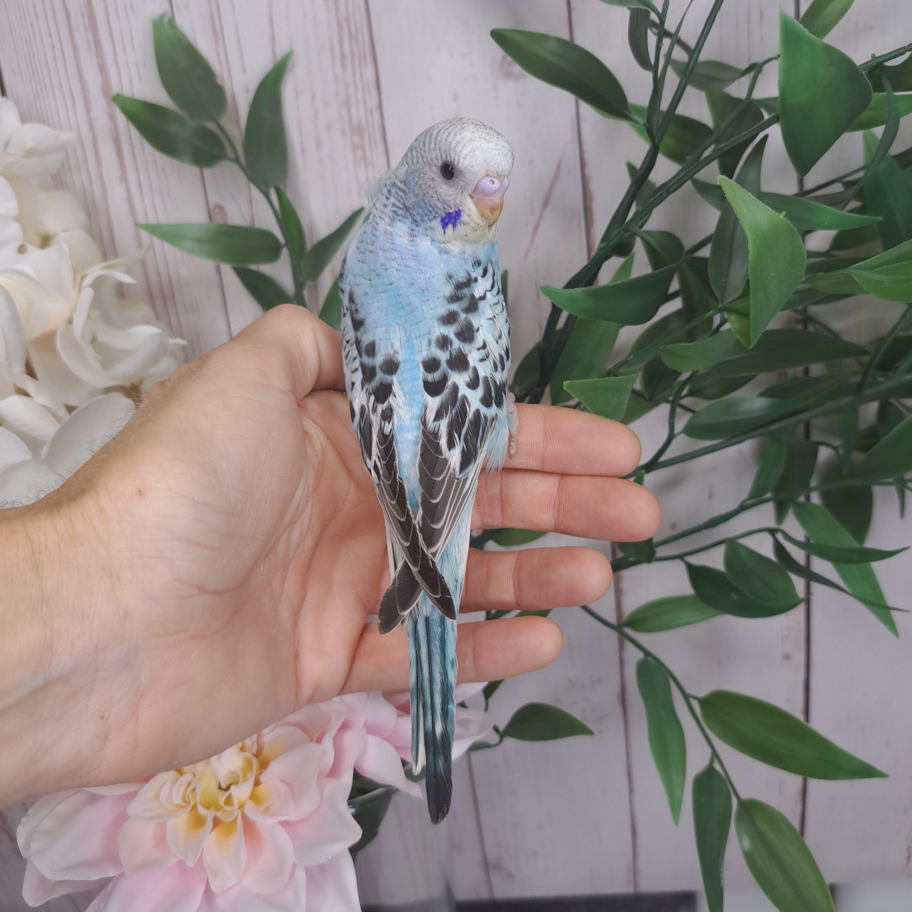 Budgie- Ring ID: Q9585- DEPOSIT TAKEN