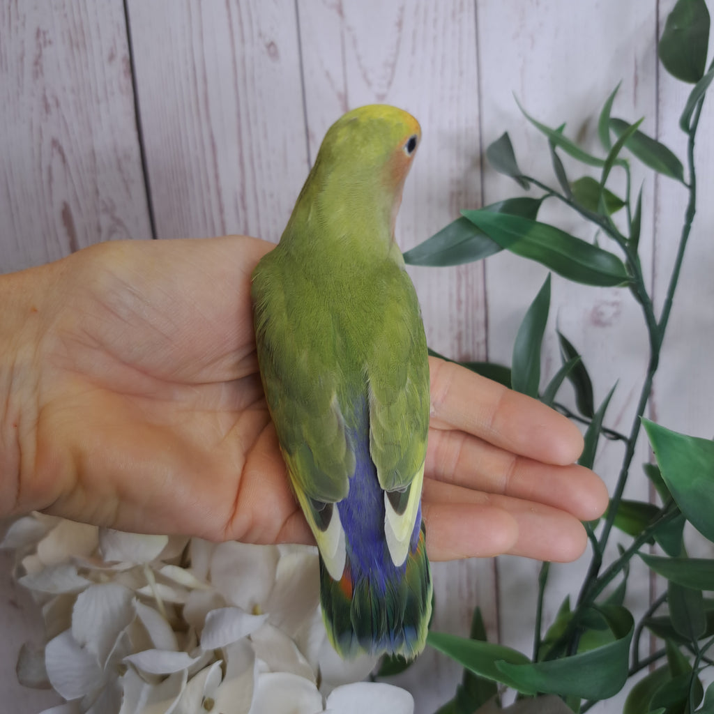 Lovebird- Ring ID: U7586