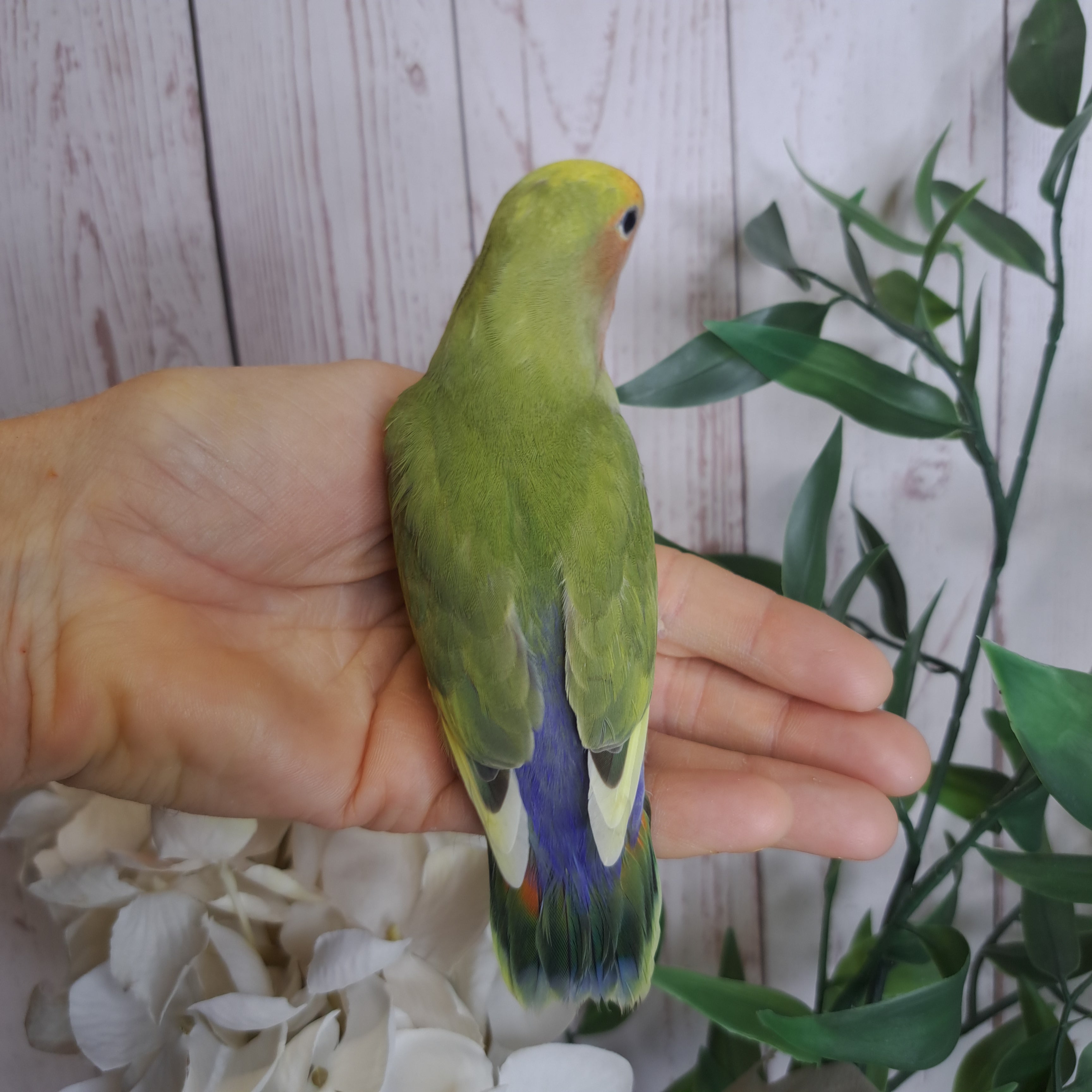Lovebird- Ring ID: U7586
