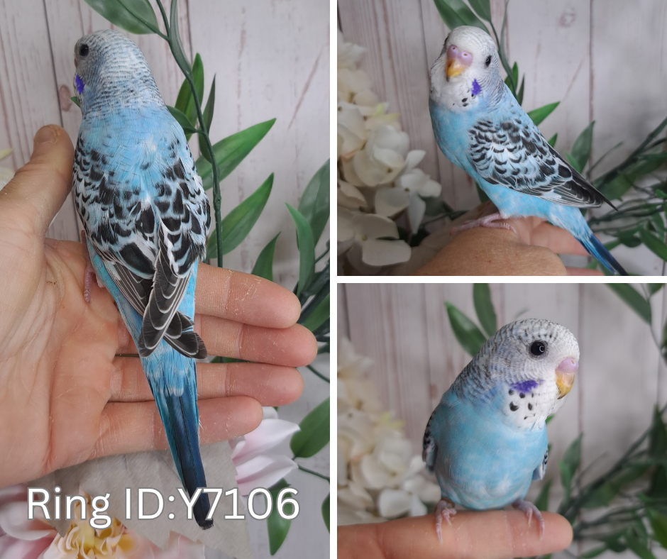 Budgie- Ring ID: Y7106