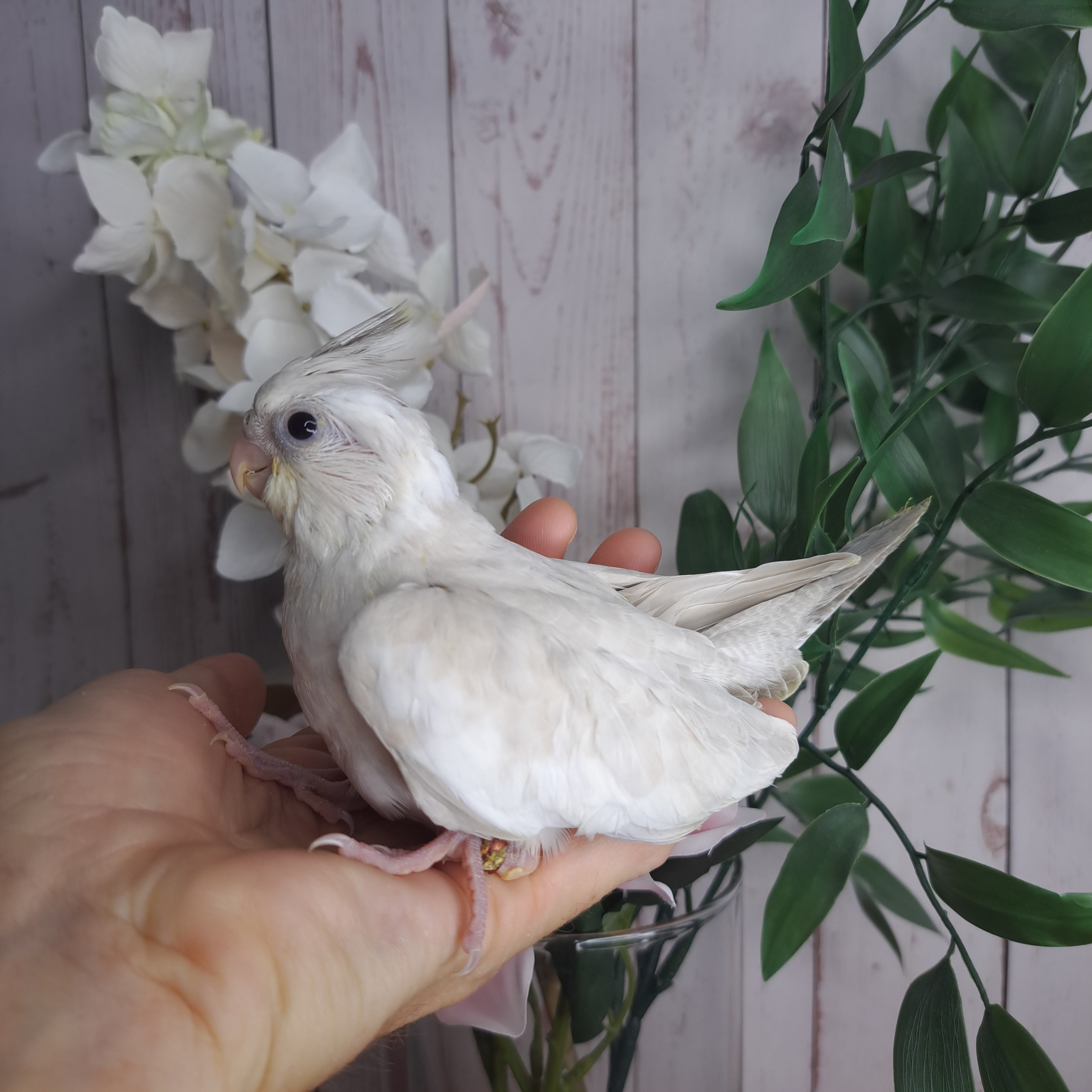 Cockatiel- Ring ID: 3925U