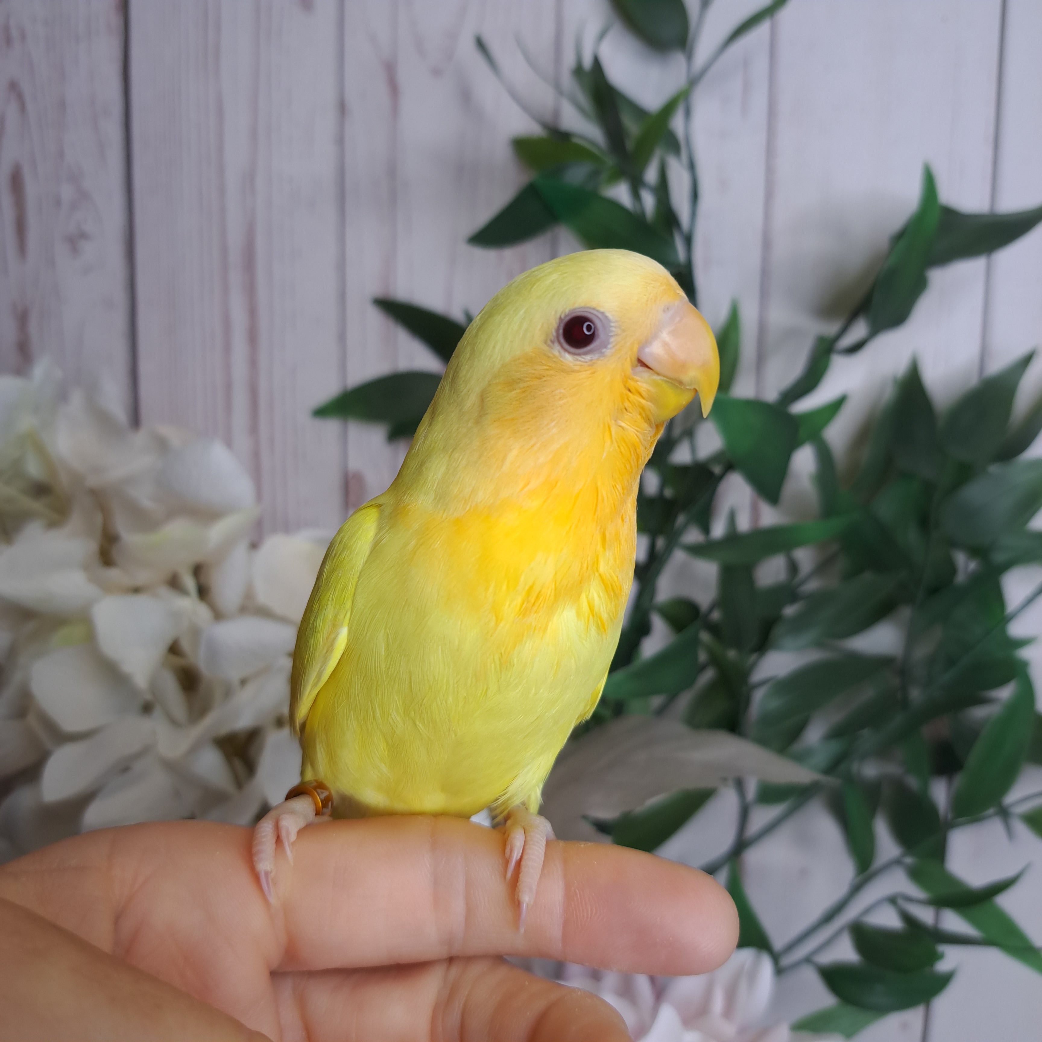 Lovebird- Ring ID: P0472 - Deposit Taken