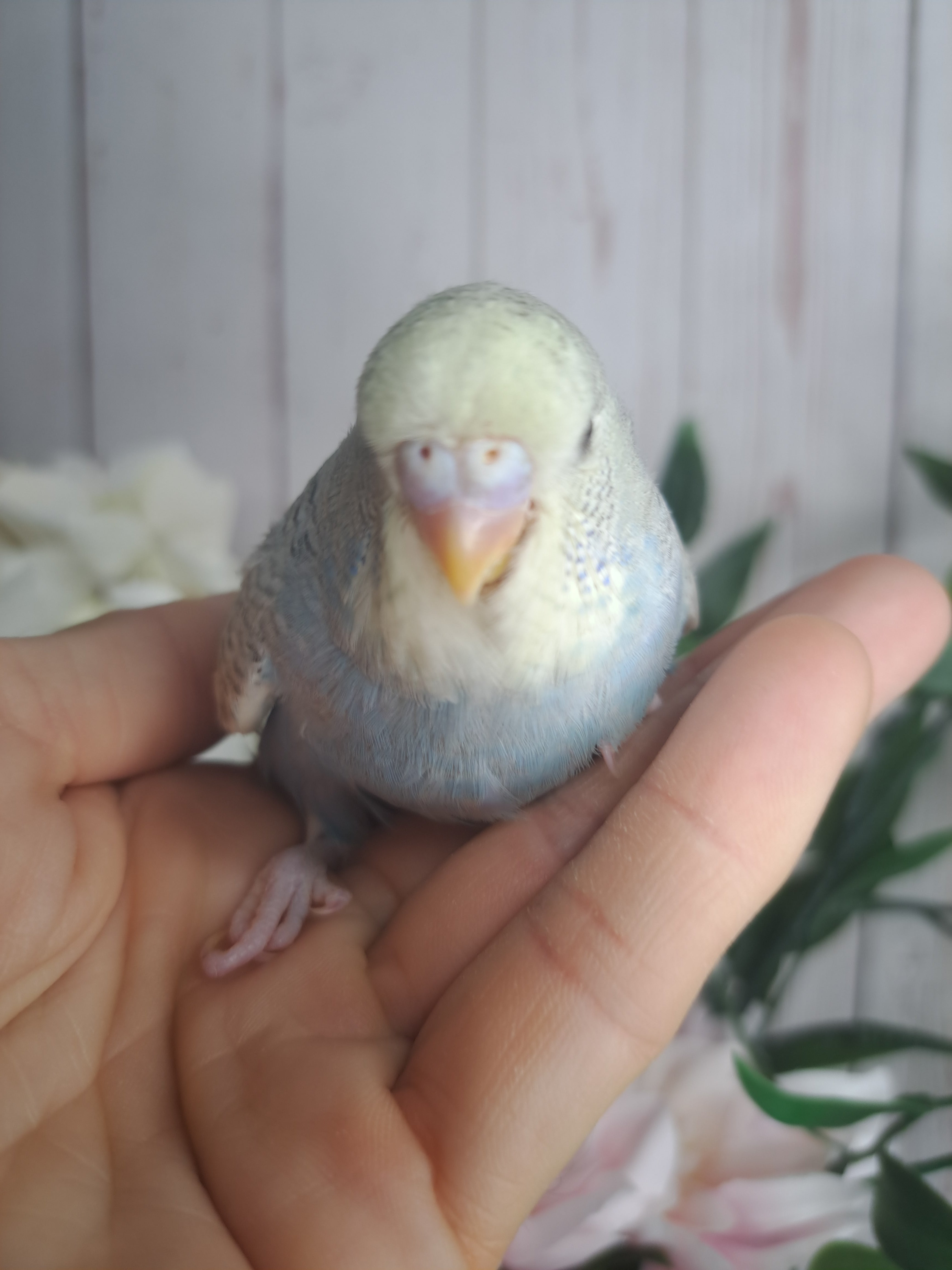 Budgie- Ring ID: U0680- DEPOSIT TAKEN