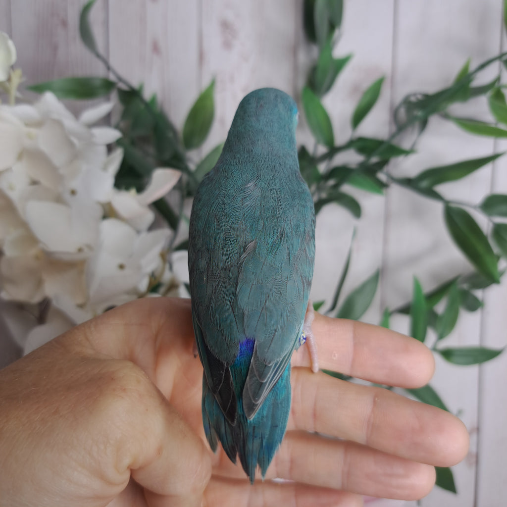 Parrotlet- Ring ID: V5945
