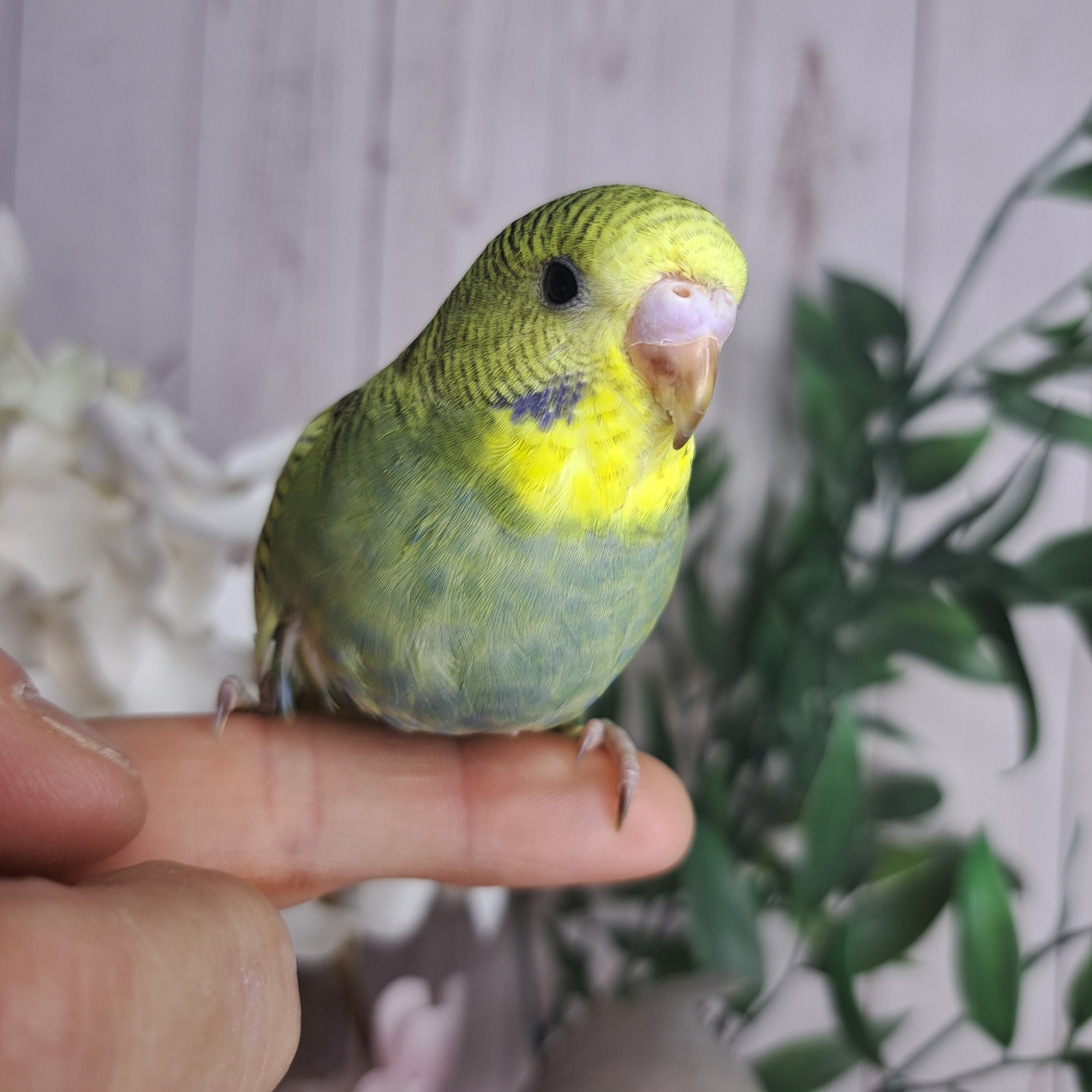 Budgie- Ring ID: N2698