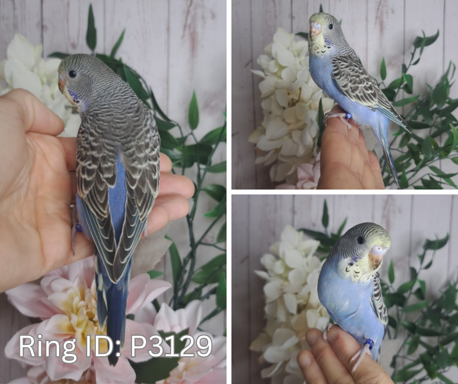 Budgie- Ring ID:  P3129