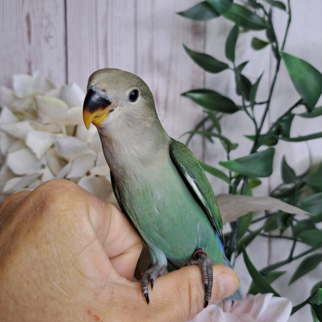 Lovebird- Ring ID: S9420