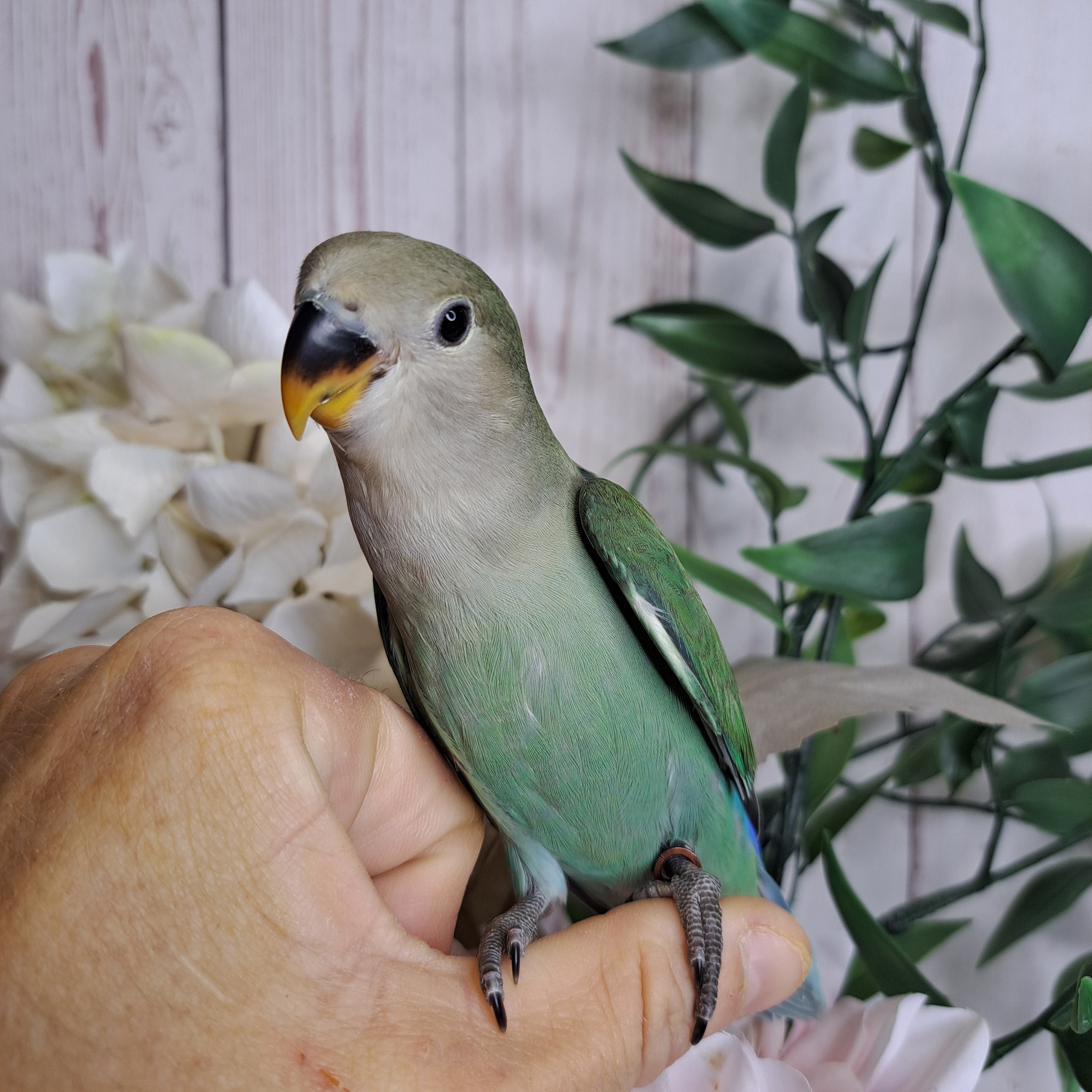 Lovebird- Ring ID: S9420