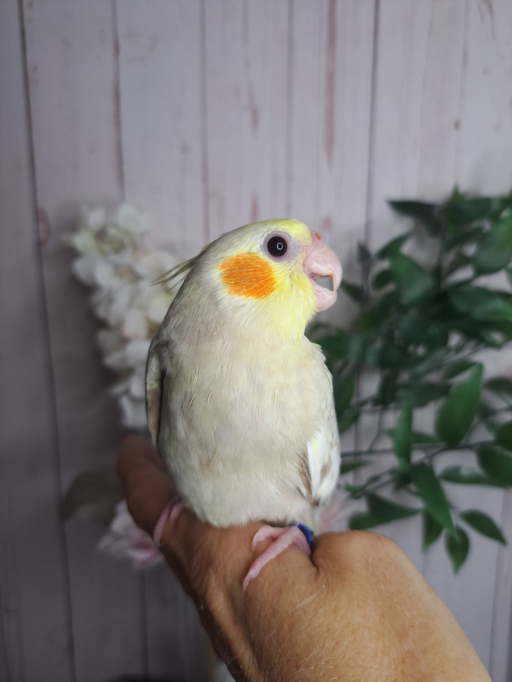Cockatiel- Ring ID: D7369- DEPOSIT TAKEN