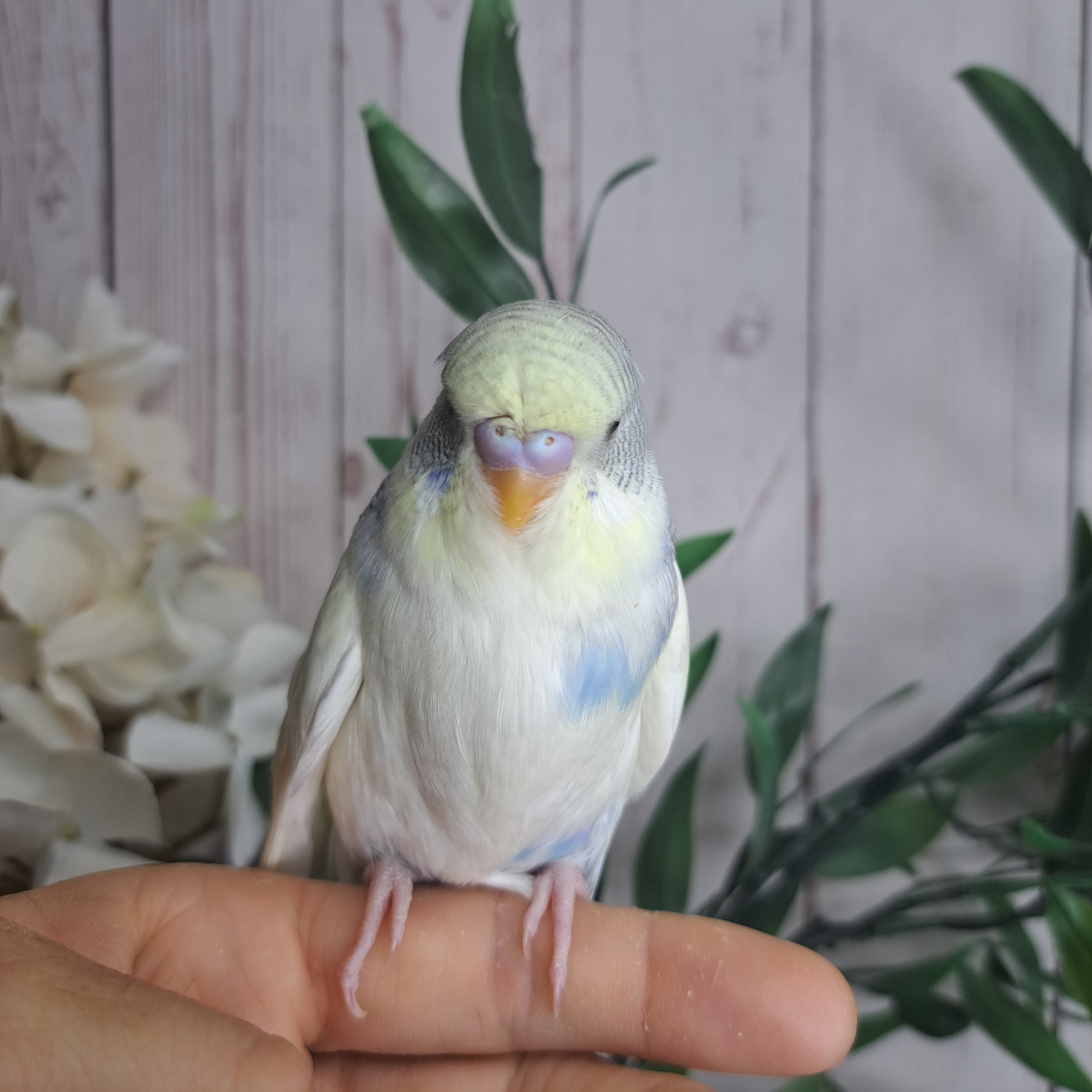 Budgie- Ring ID: V6581