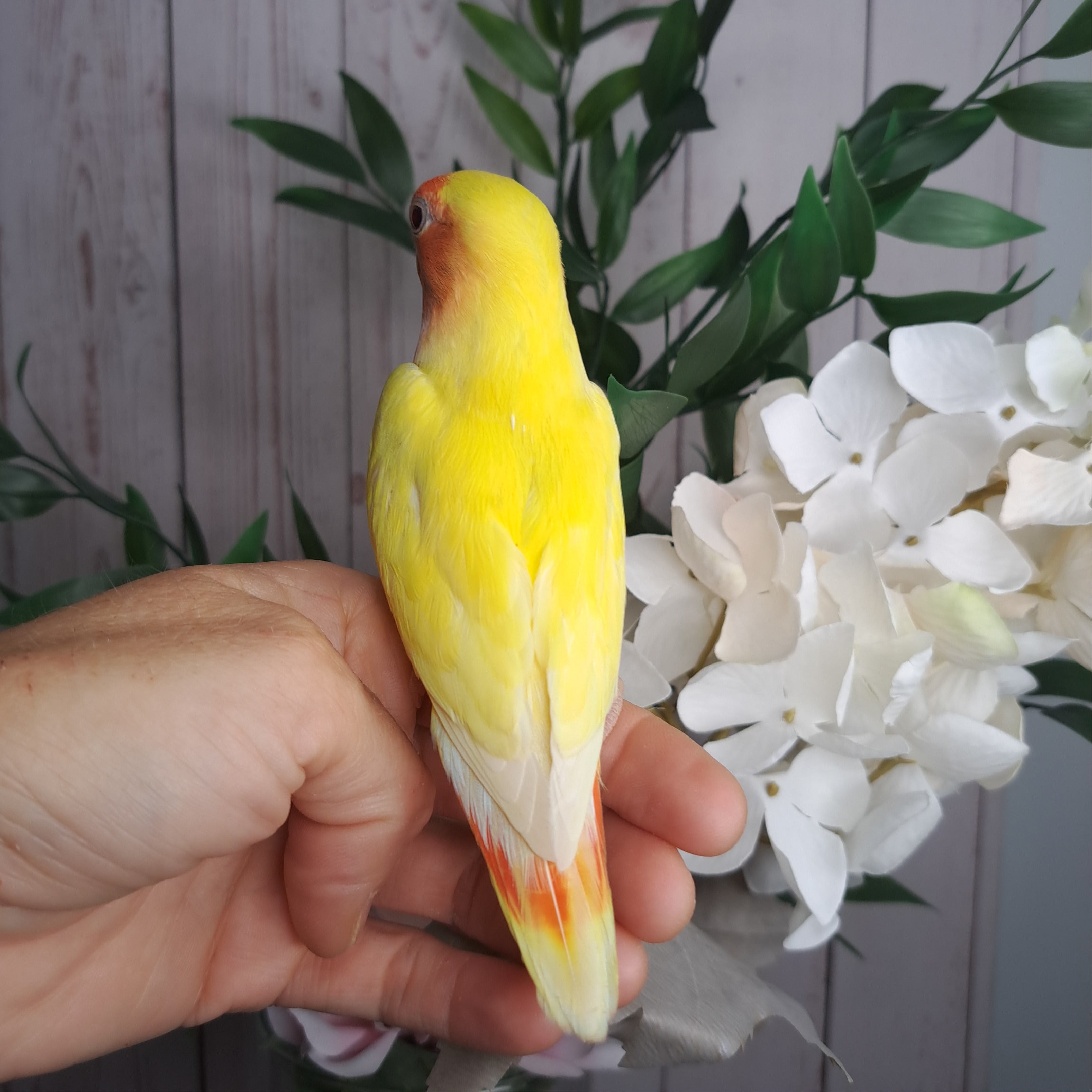Lovebird- Ring ID: V8332- deposit made