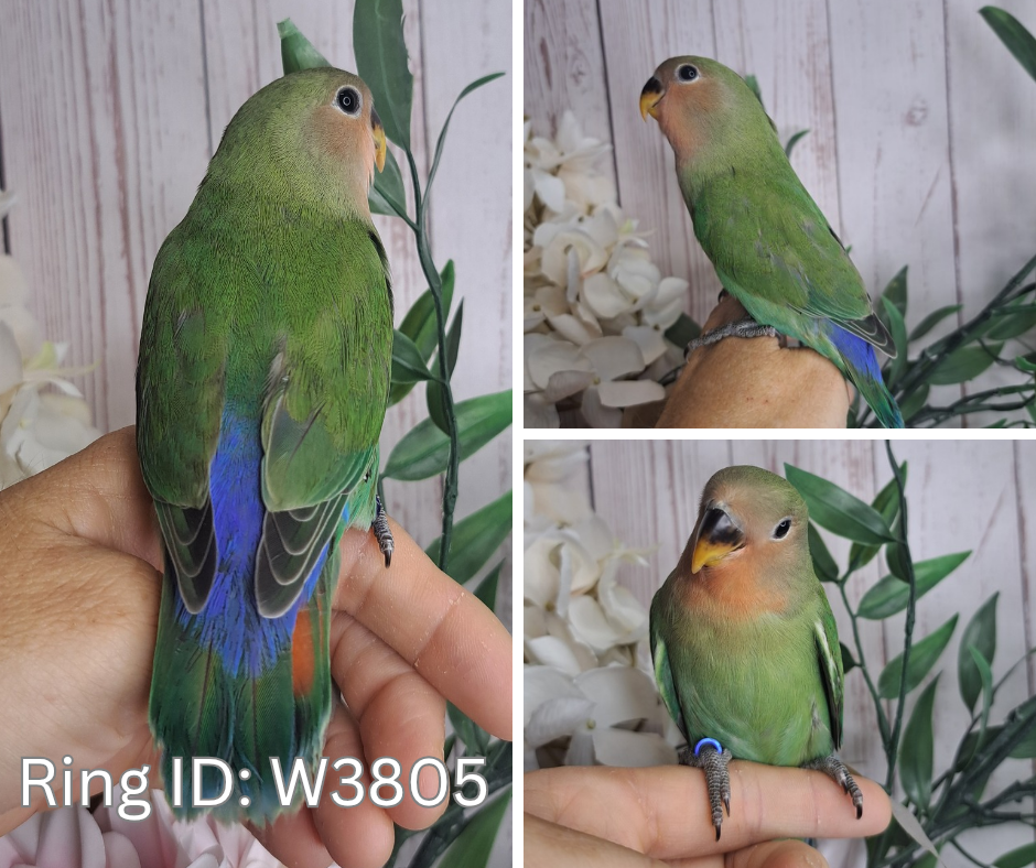 Lovebird- Ring ID: W3805