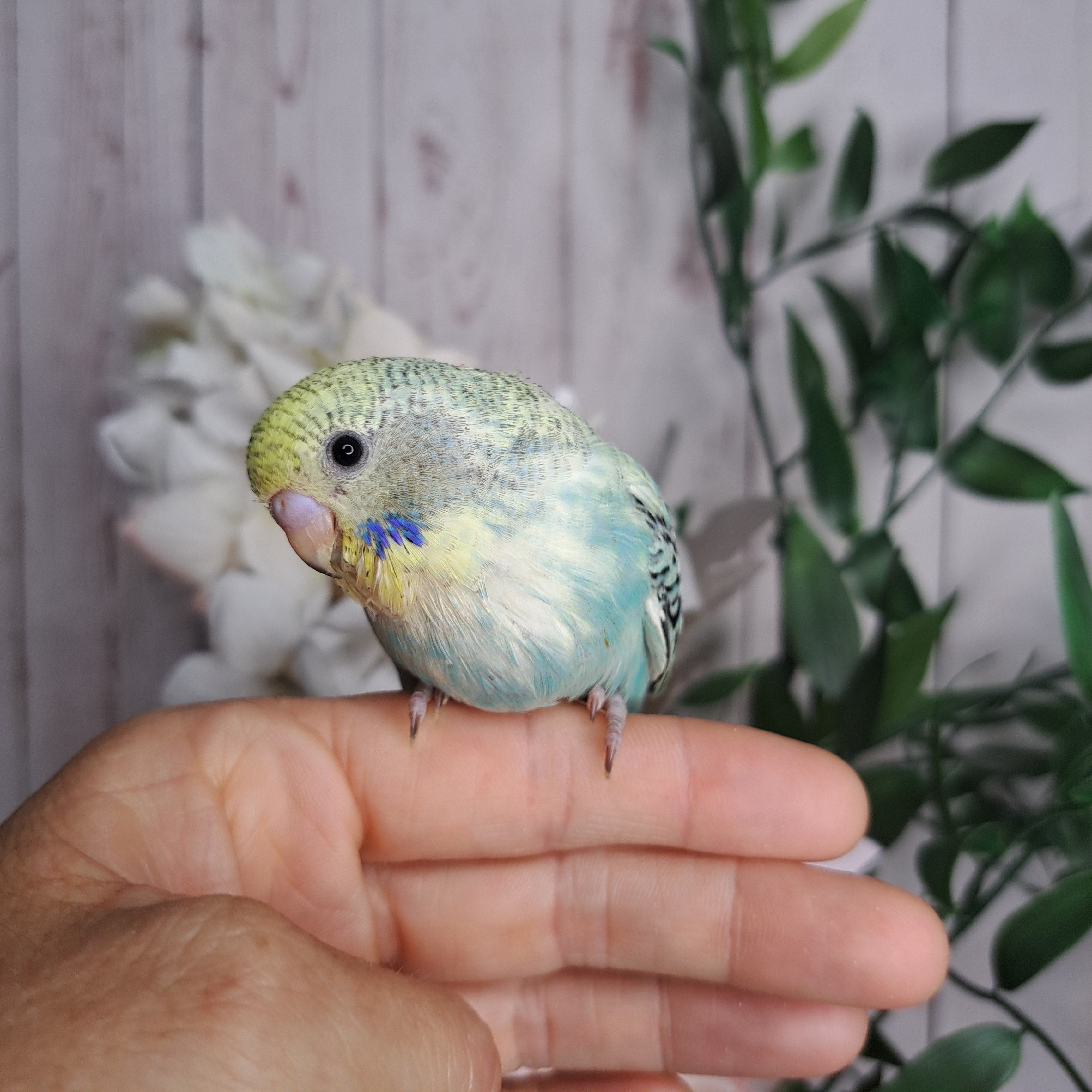 Budgie- Ring ID: K1752