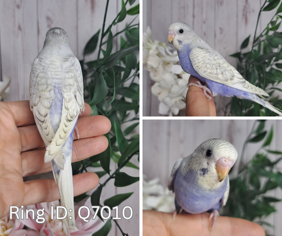 Budgie- Ring ID: Q7010- DEPOSIT TAKEN