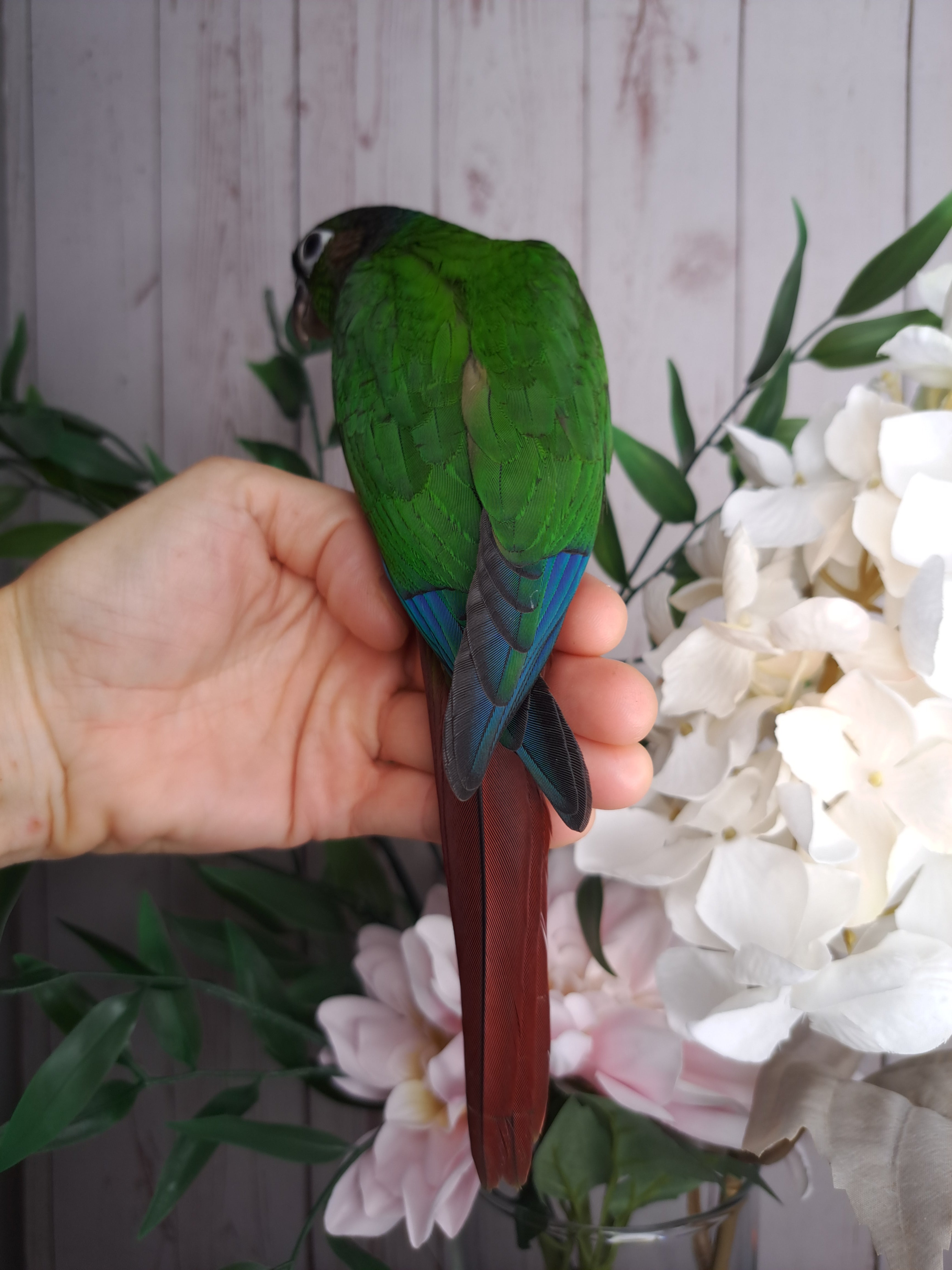 Green Cheek Conure- Ring ID: 291