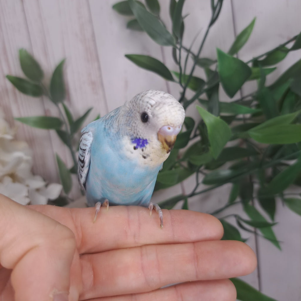 Budgie- Ring ID: S1760