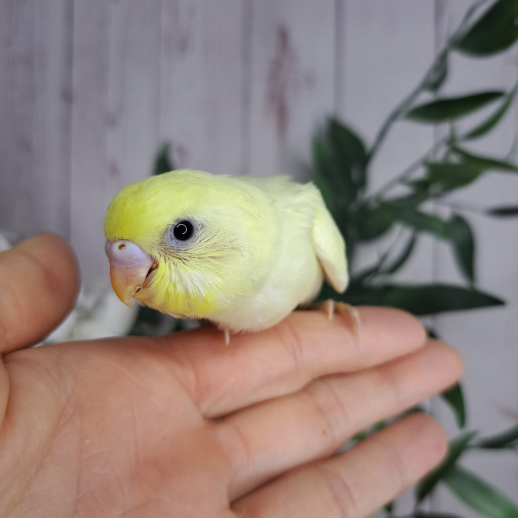 Budgie- Ring ID: T3767 - Deposit Taken