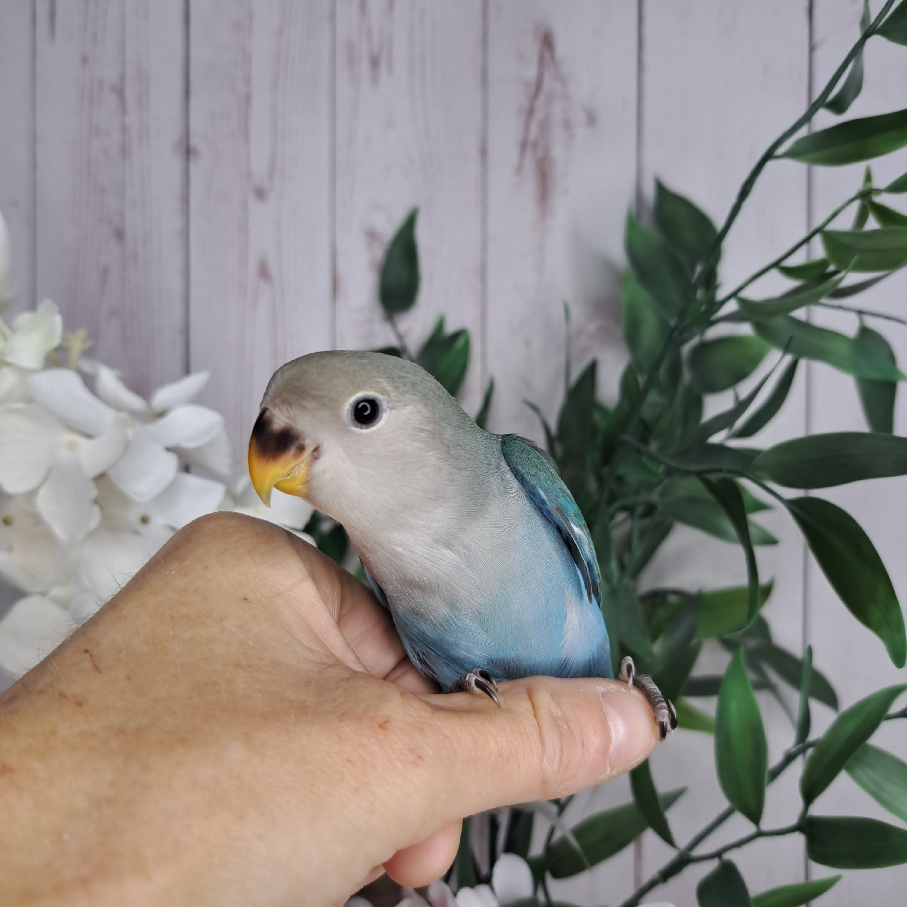 Lovebird- Ring ID: N7128