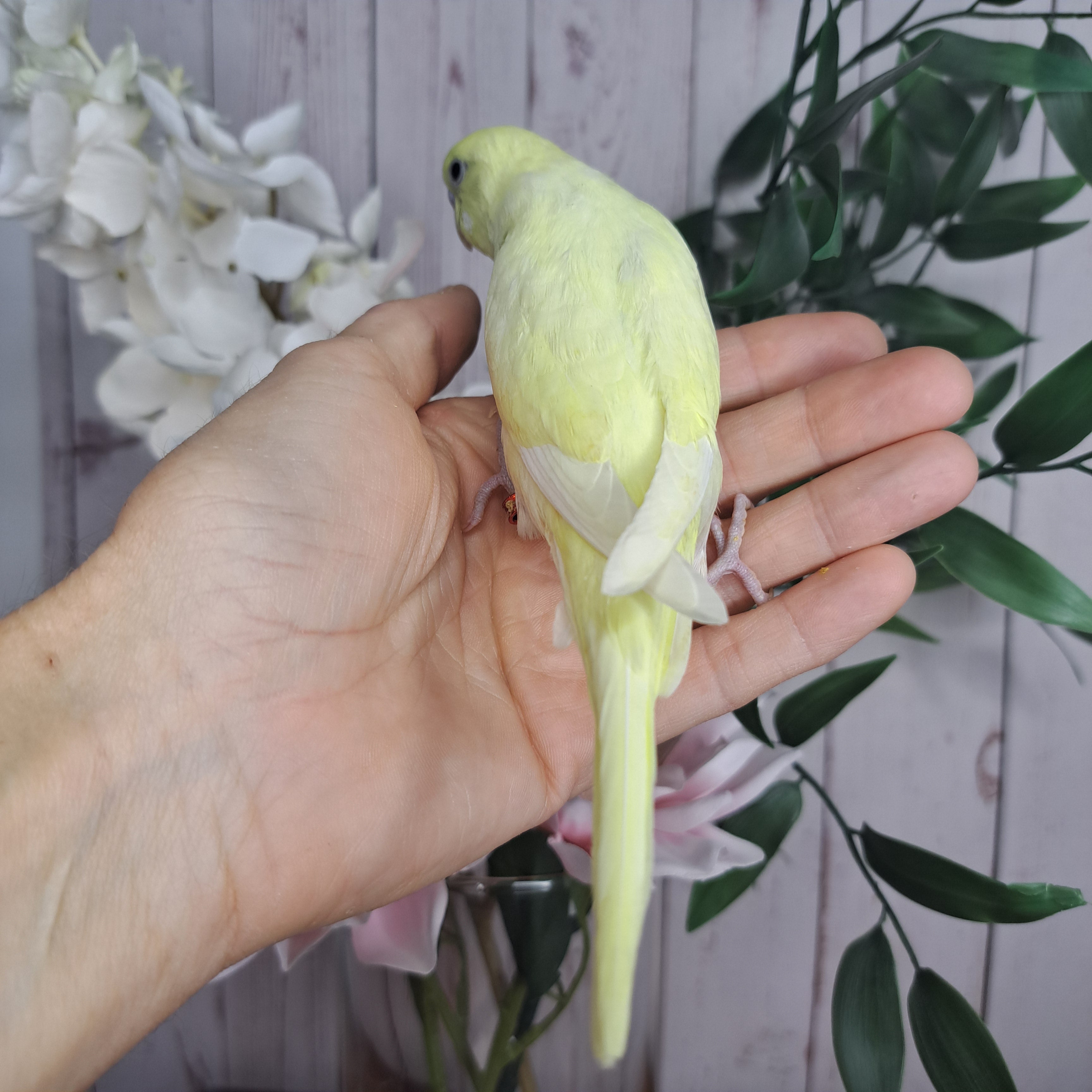 Budgie- Ring ID: T3767