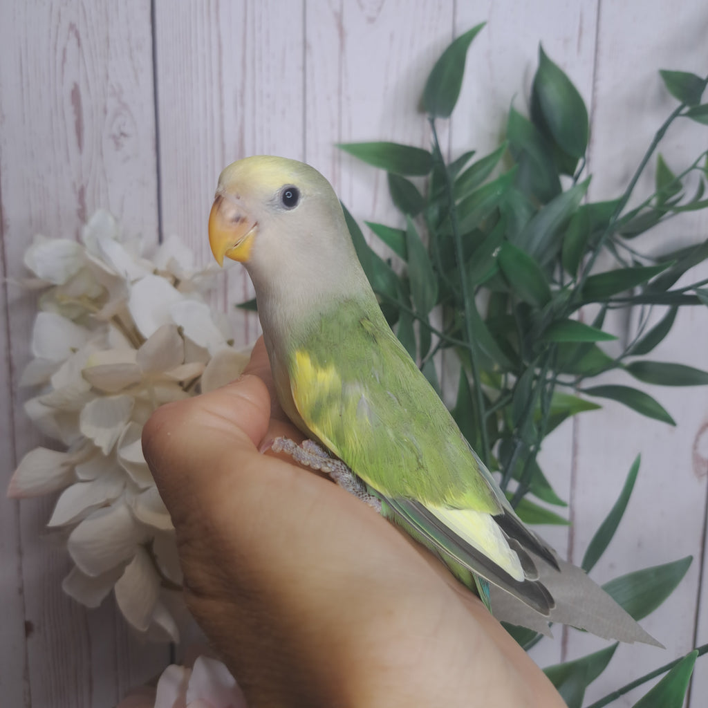 Lovebird- Ring ID: U7030