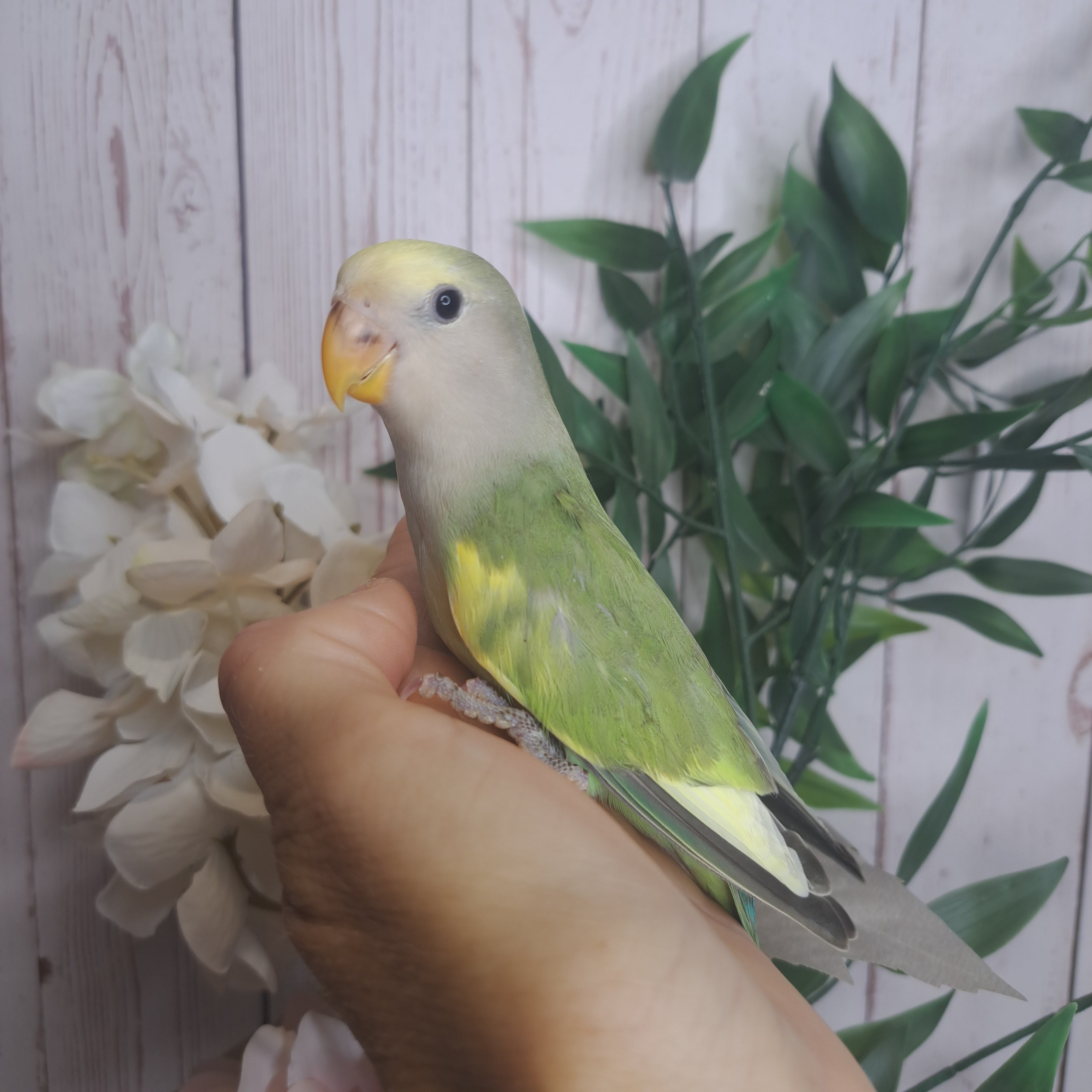 Lovebird- Ring ID: U7030