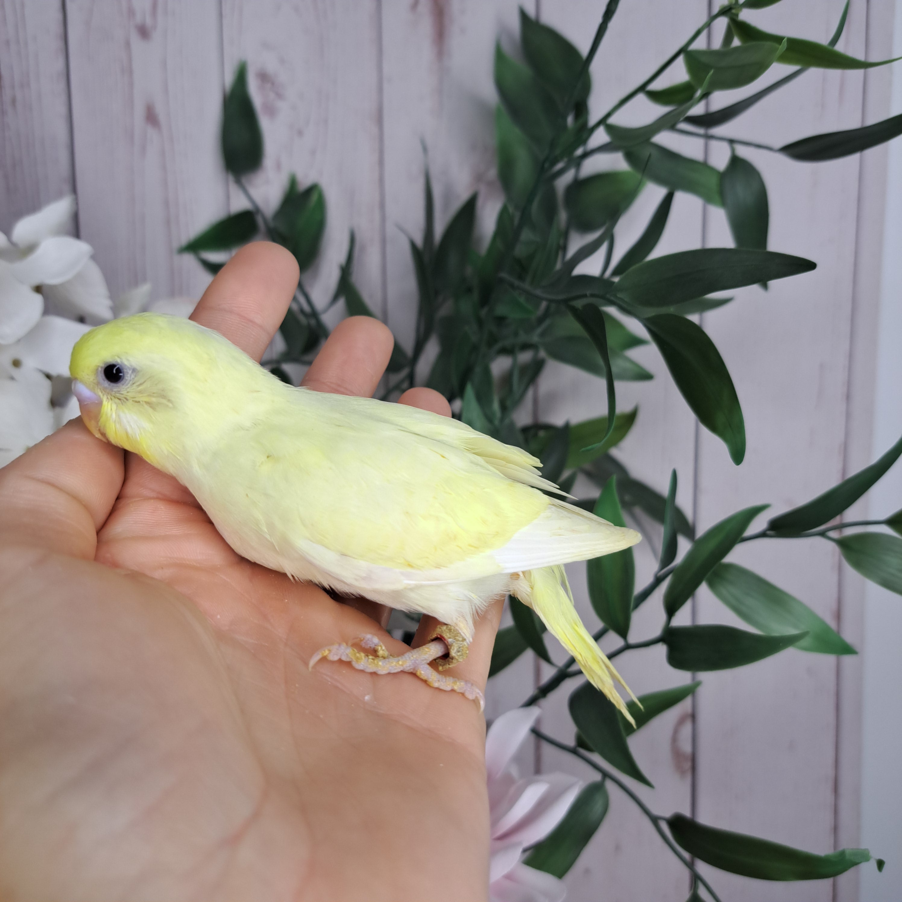 Budgie- Ring ID: T3767 - Deposit Taken