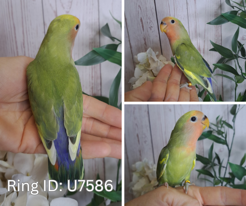 Lovebird- Ring ID: U7586