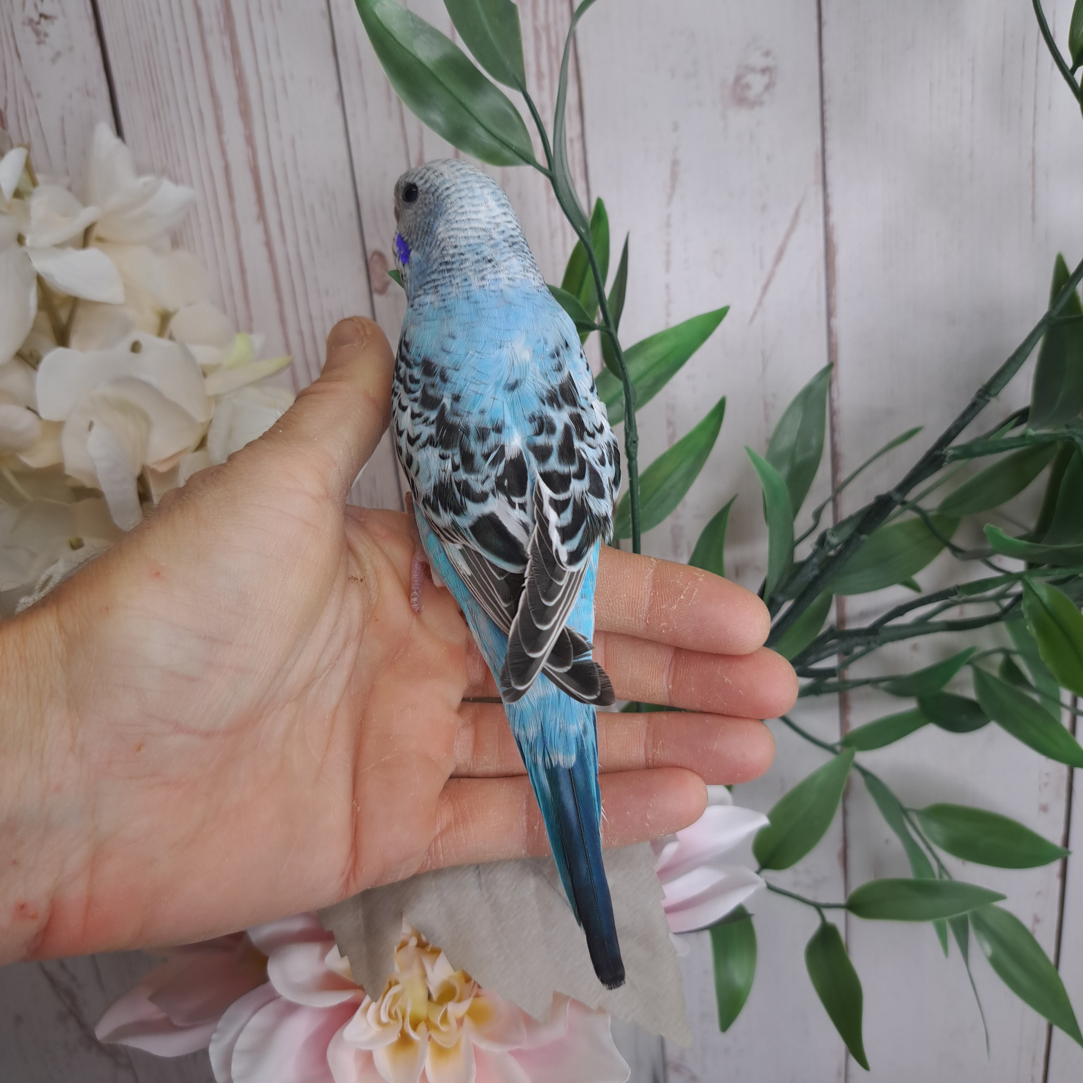 Budgie- Ring ID: Y7106
