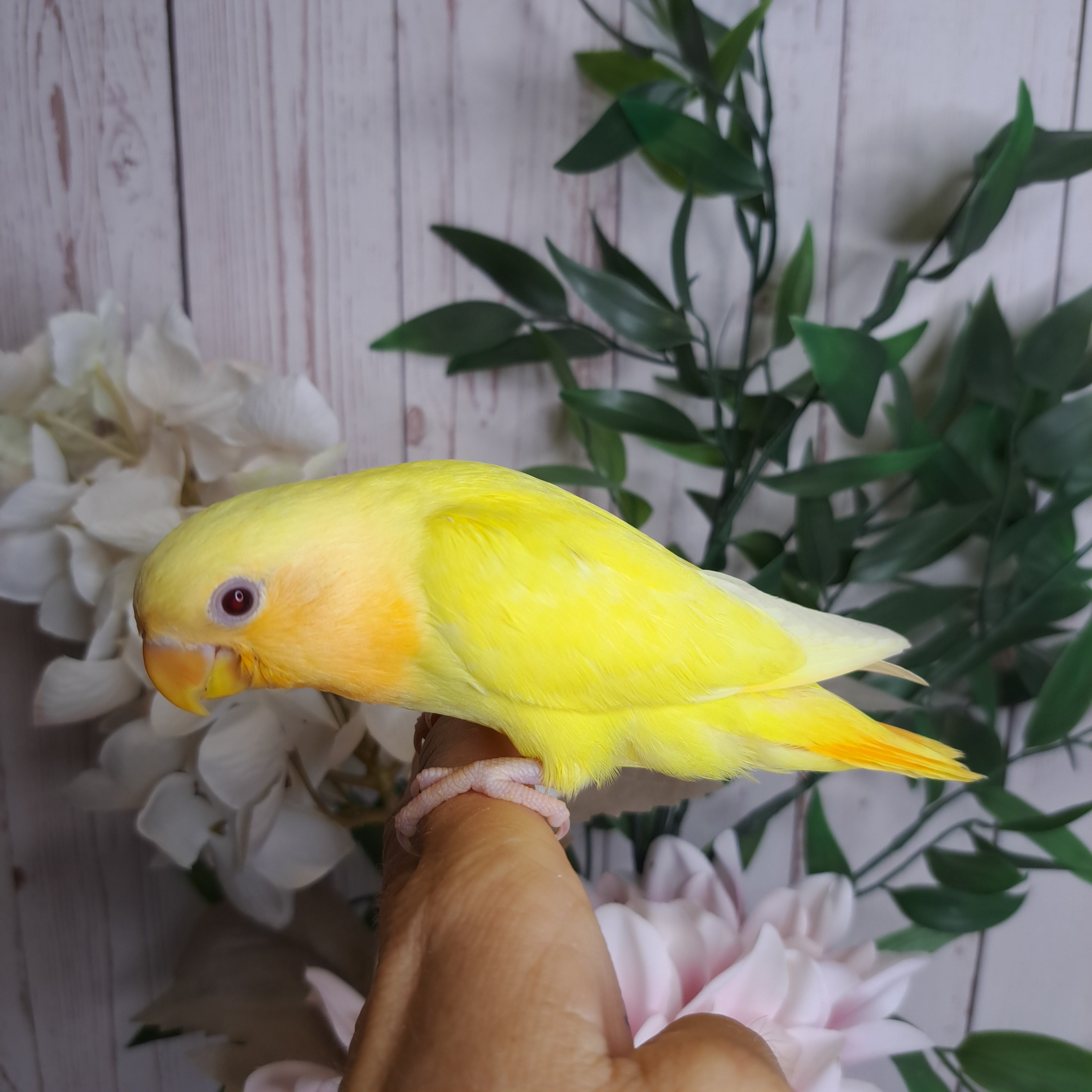 Lovebird- Ring ID: P0472 - Deposit Taken