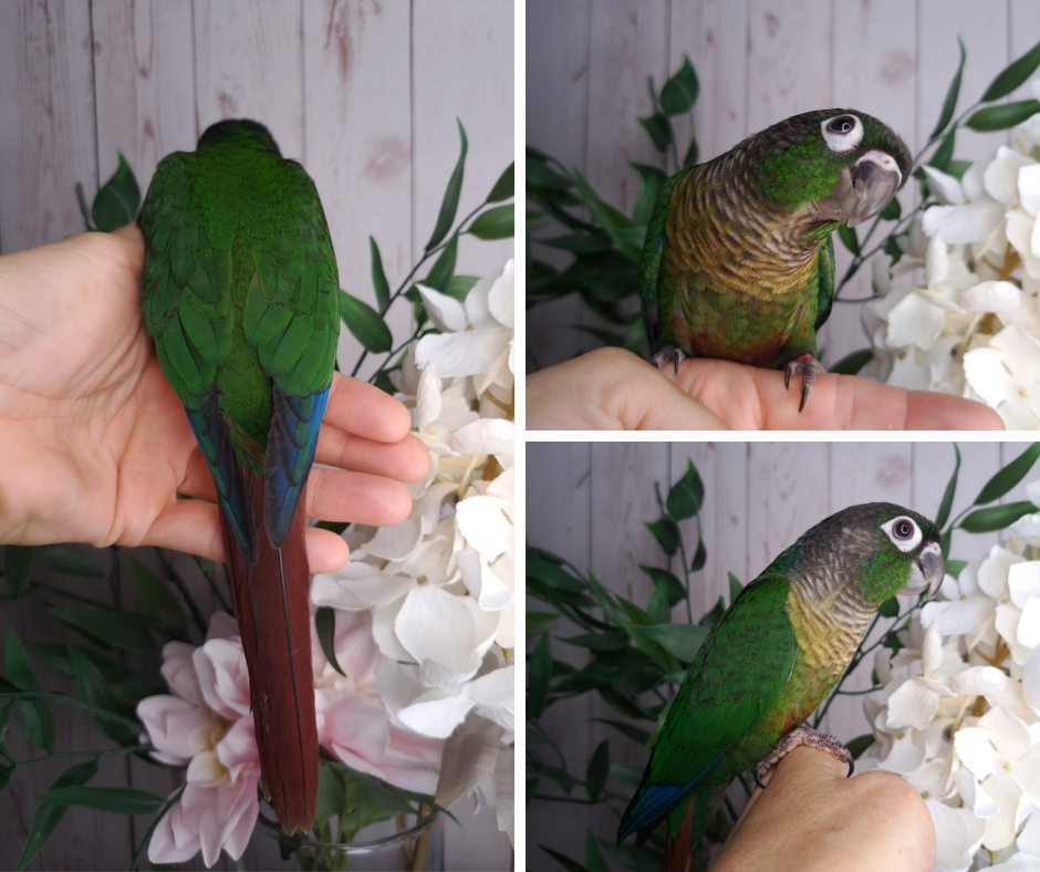 Green Cheek Conure- Ring ID: 295